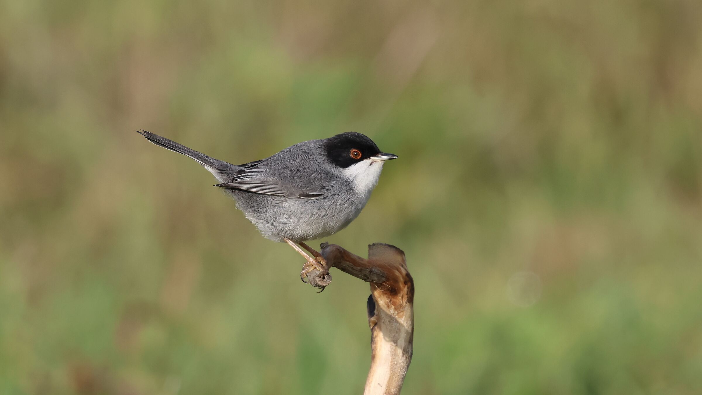 Male Warbler