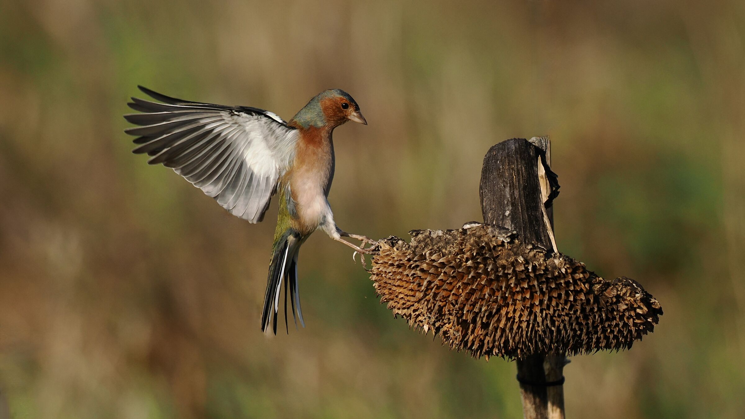 Finch on Landing