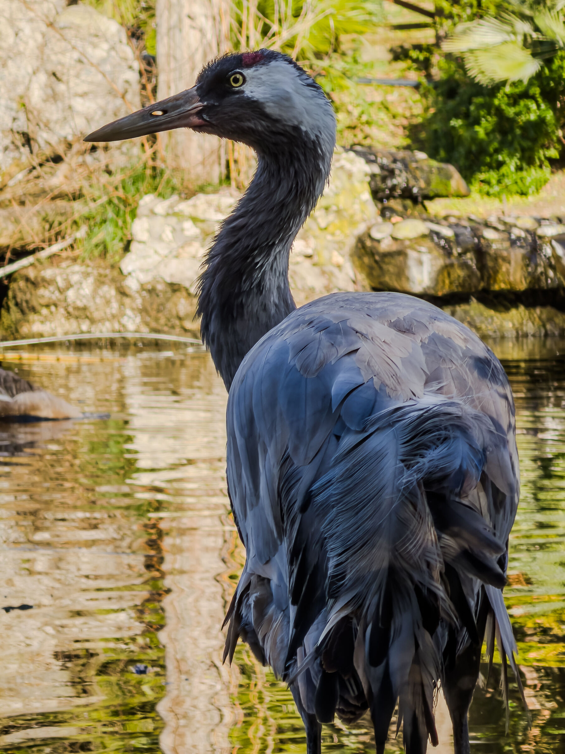 The boy and the heron
