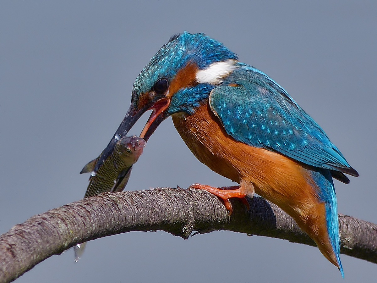 Portrait of martino with prey ...