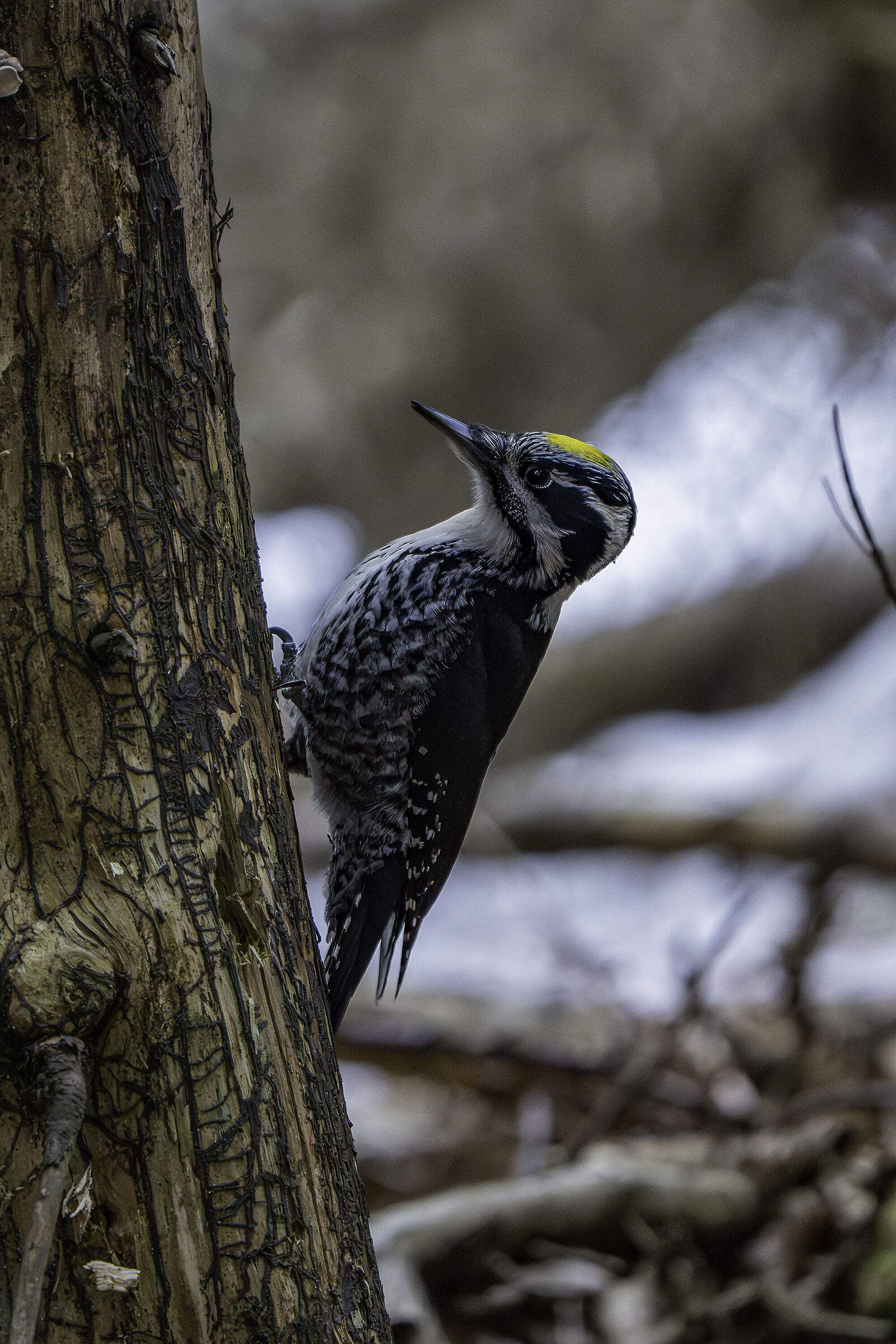 Picchio tridattilo , alpi carniche