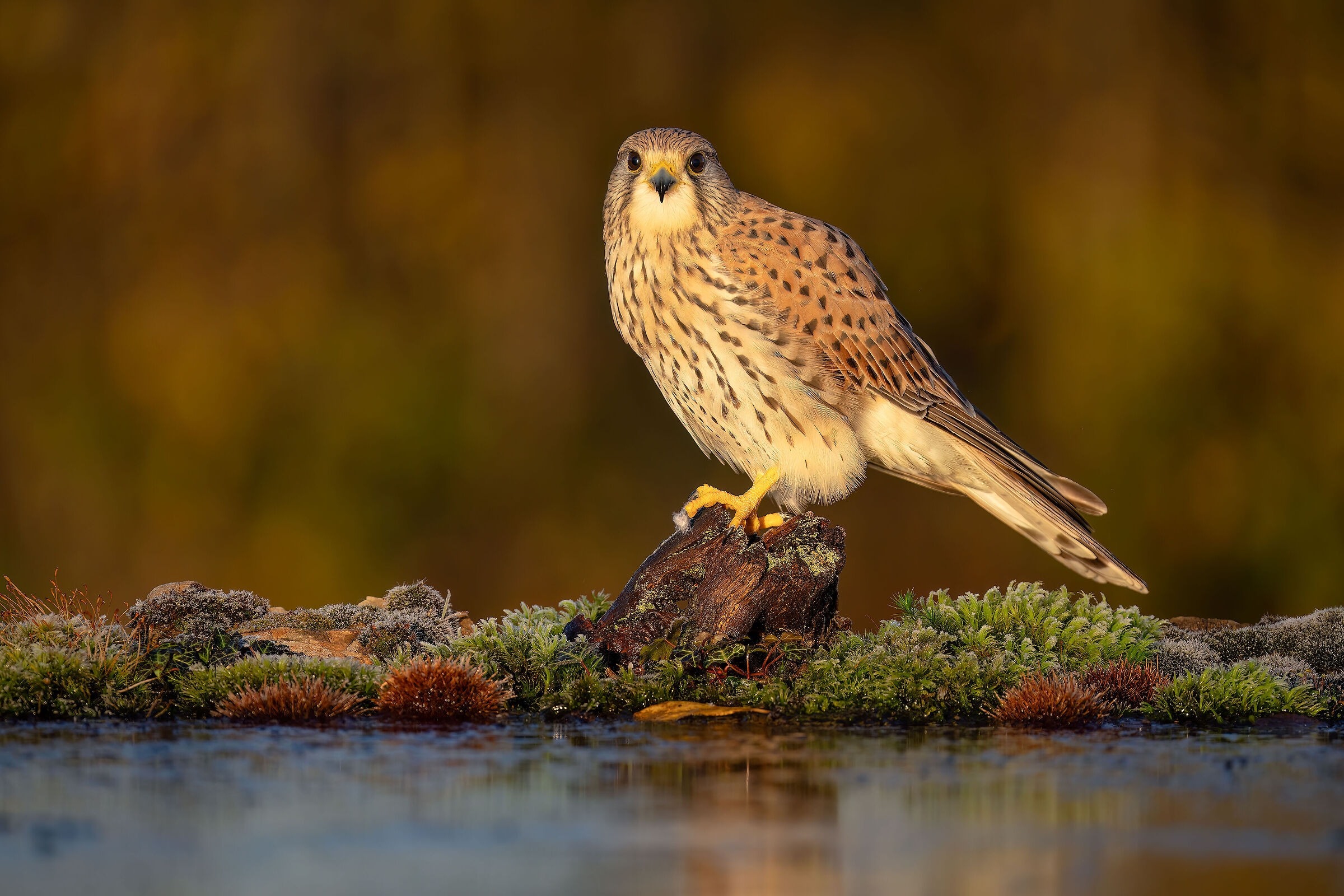 kestrel