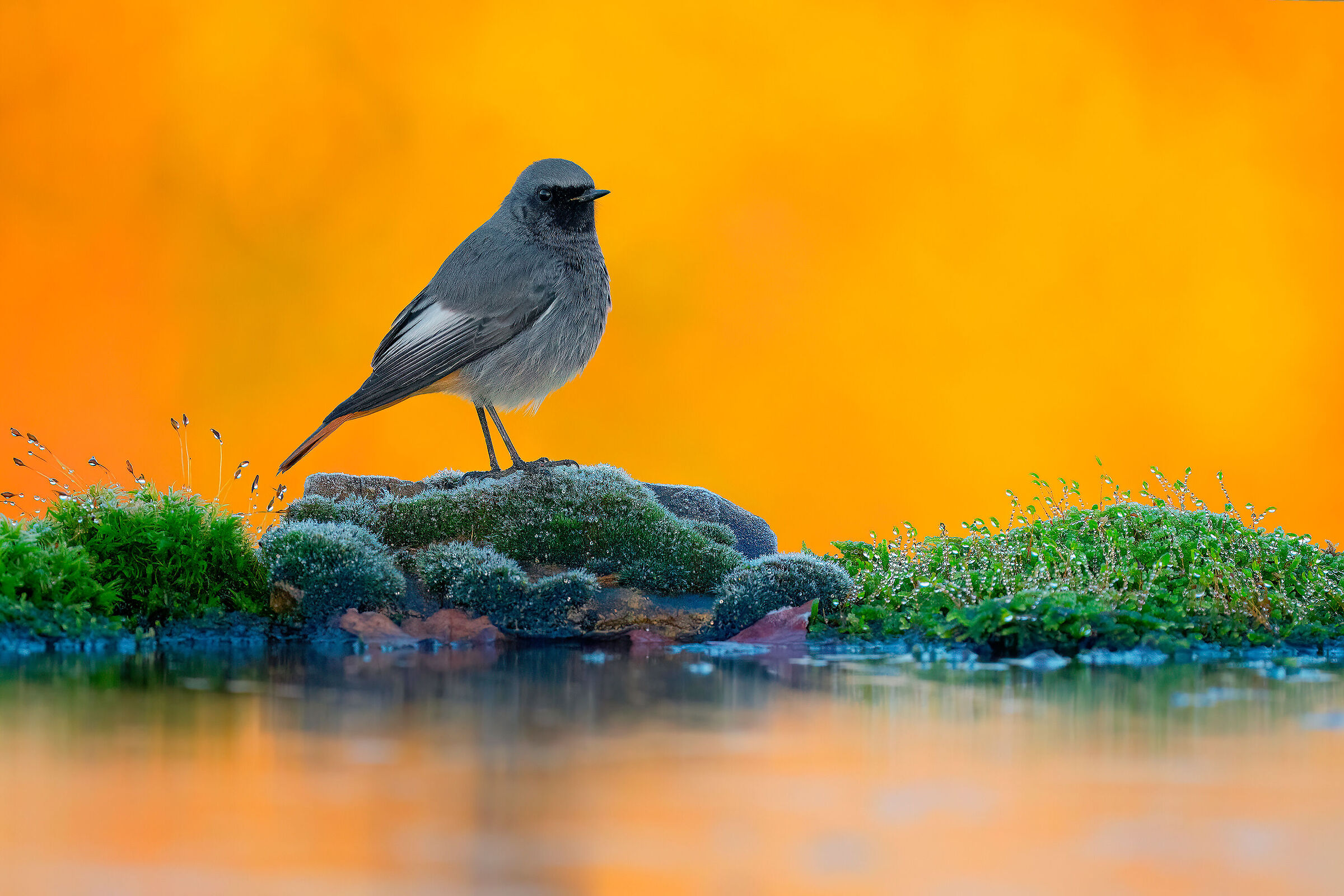 Chimney Sweep Redstart