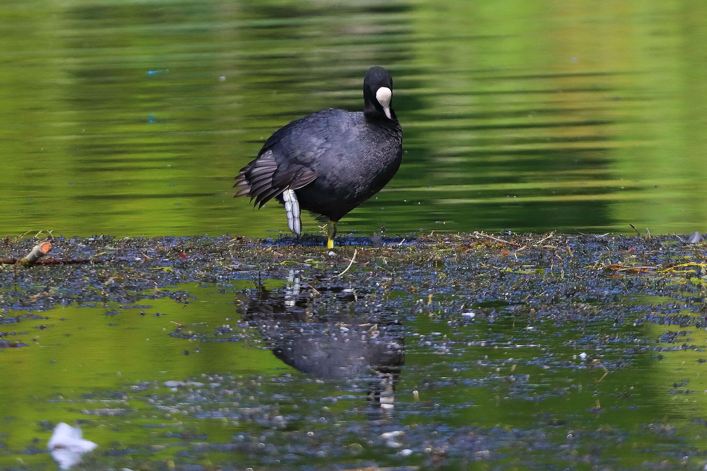 Folaga 16 luglio 2025 - 0080