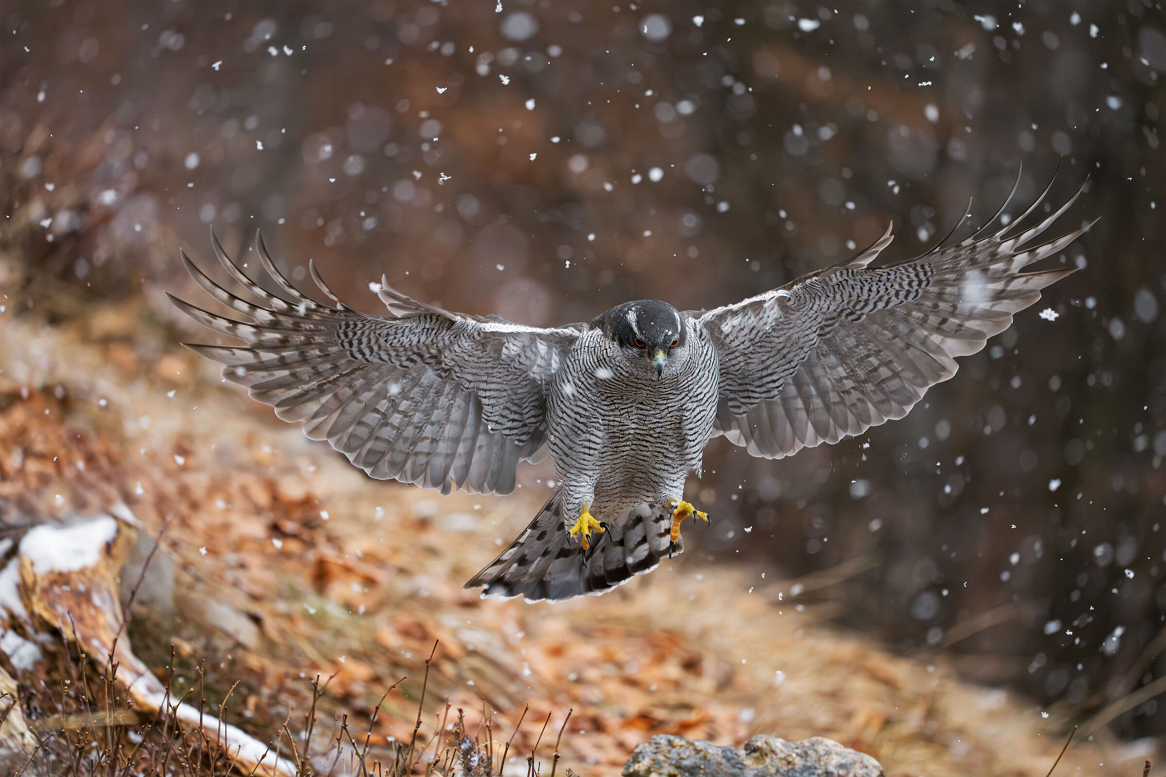Goshawk