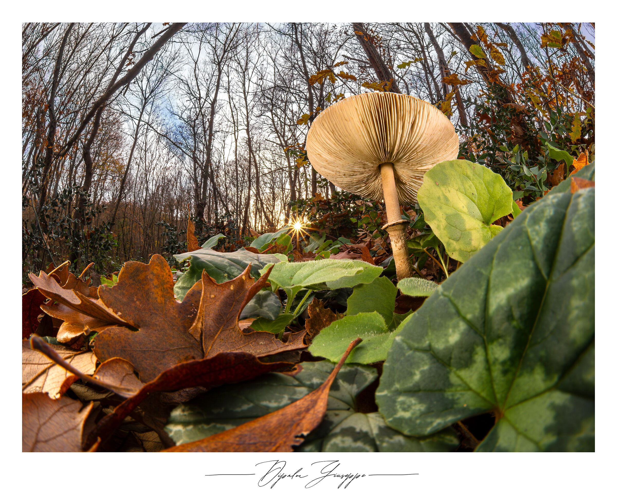 Macrolepiota mastoid