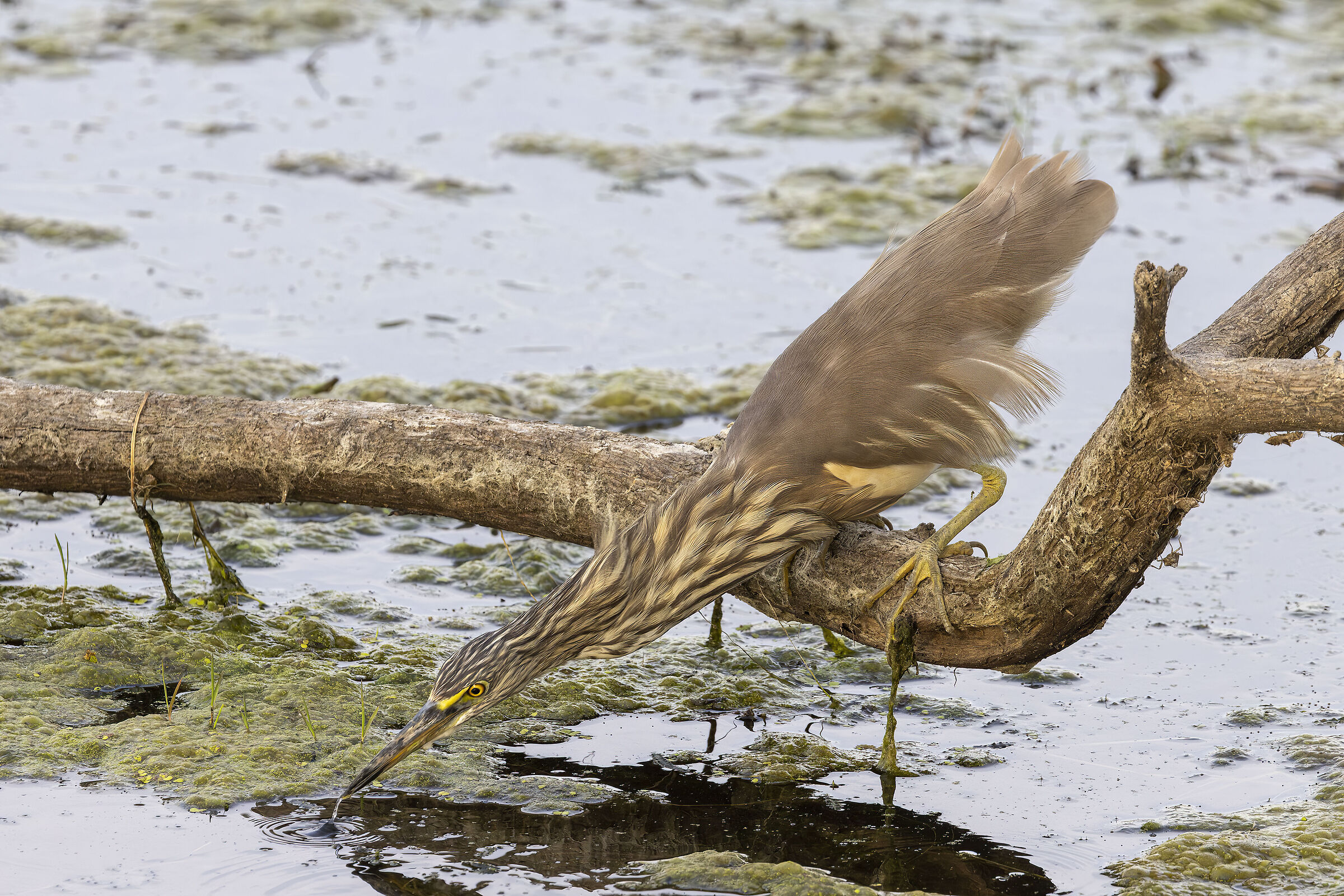 keoladeo national park