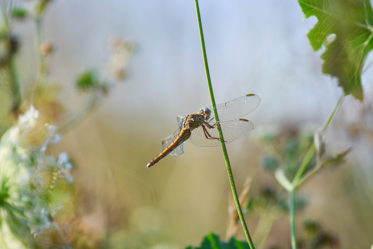 Dragonfly 2