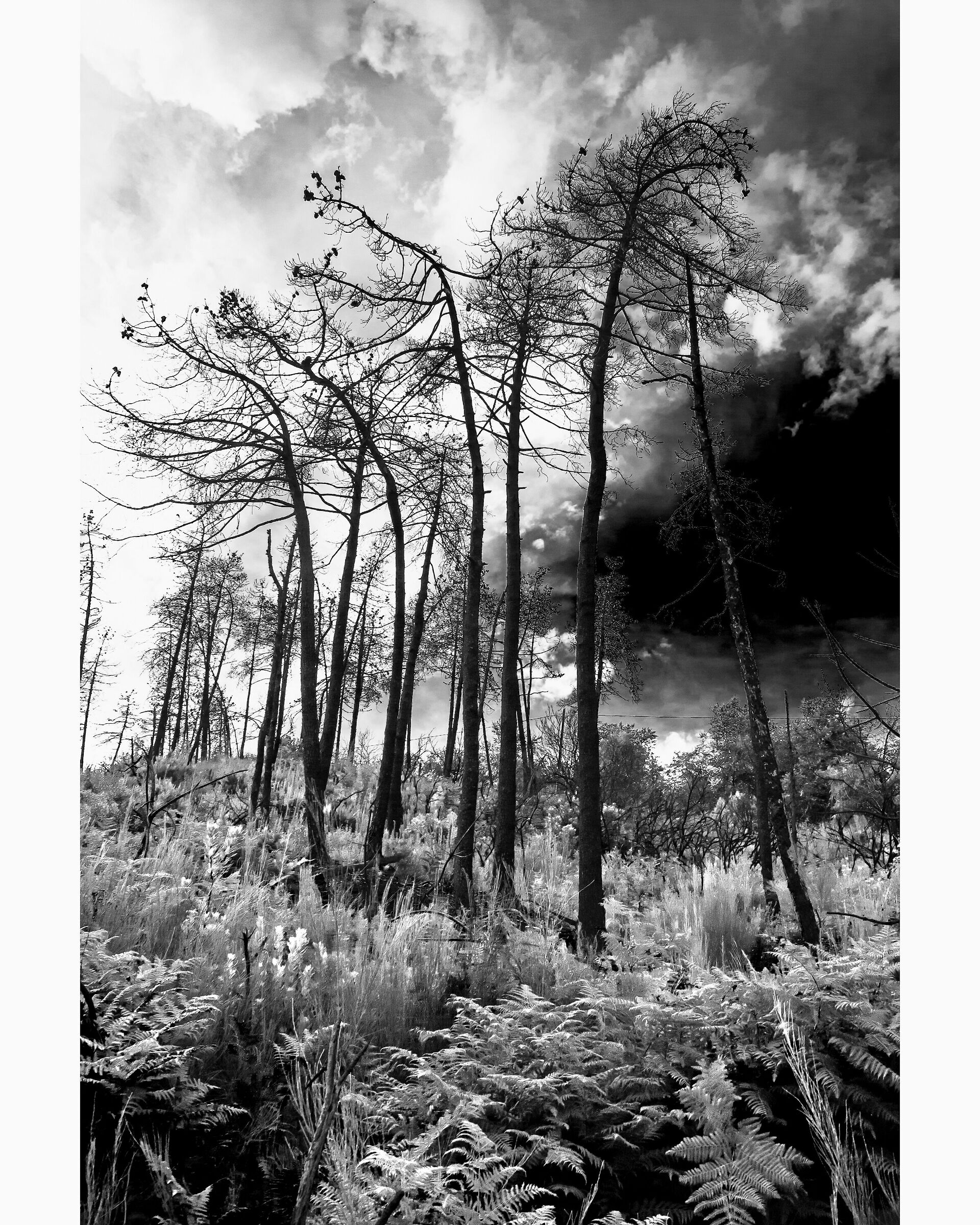 l'ostile desolazione "attraverso l'obiettivo&qu...