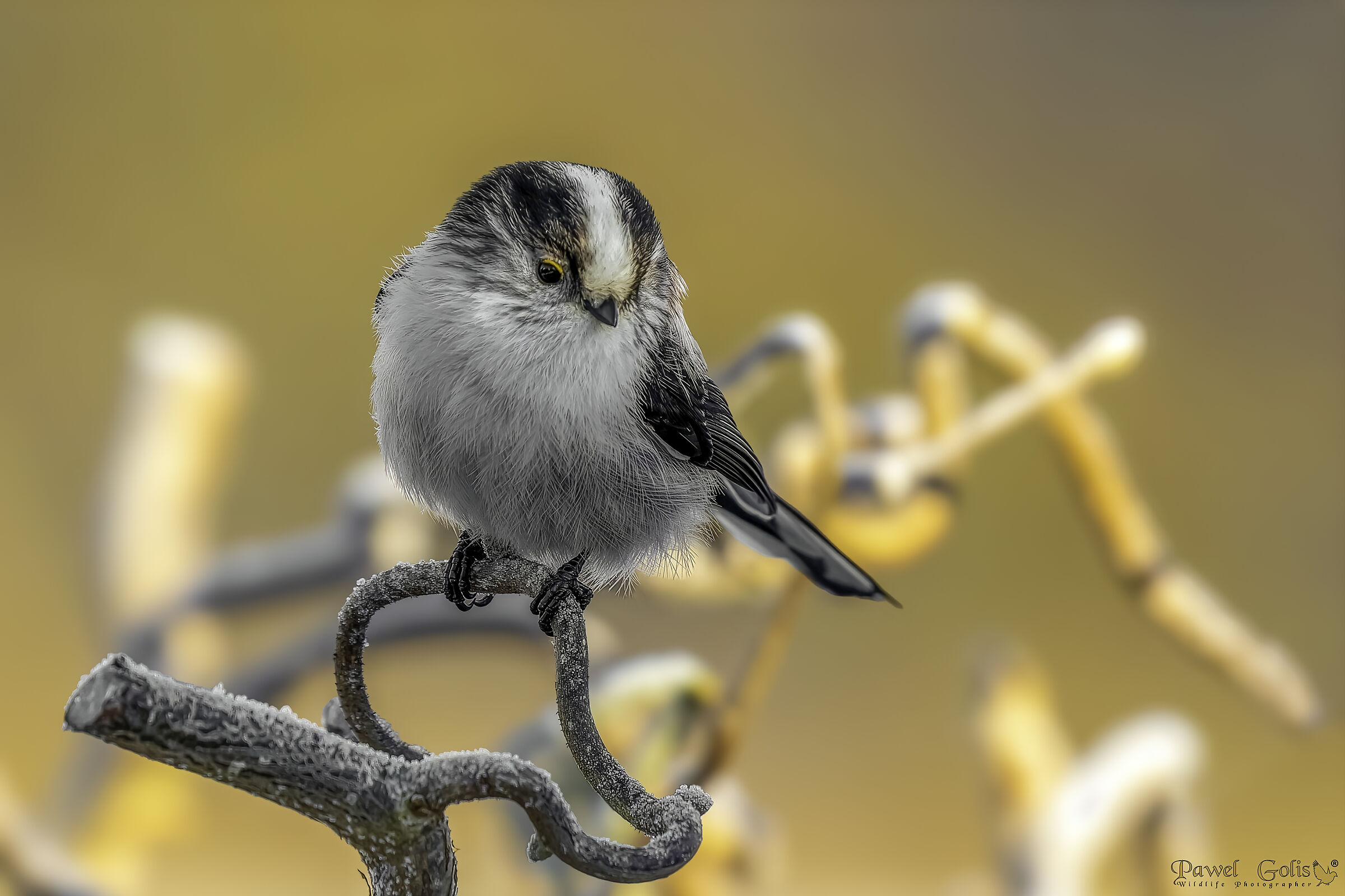 Cinciere dalla coda lunga (Aegithalos caudatus)