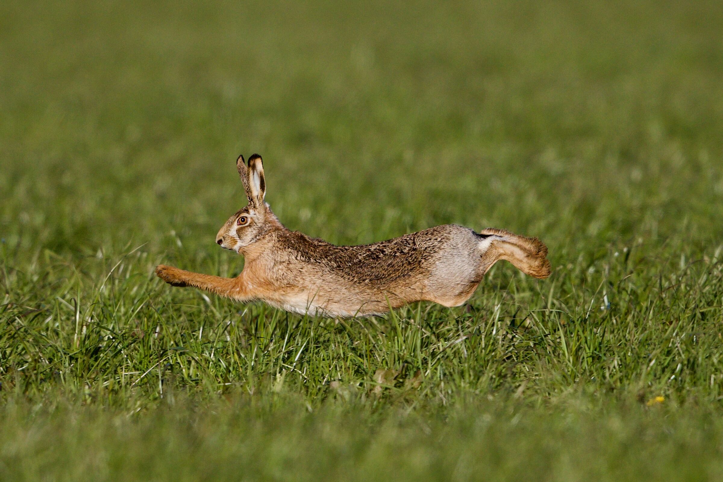 momentum