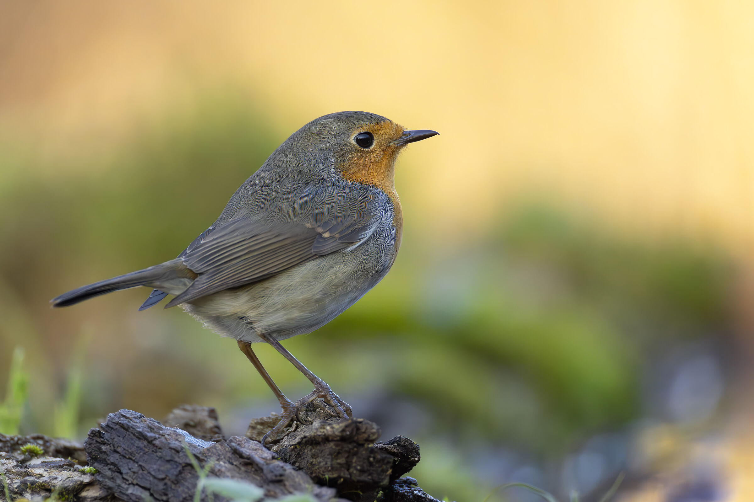 Robin