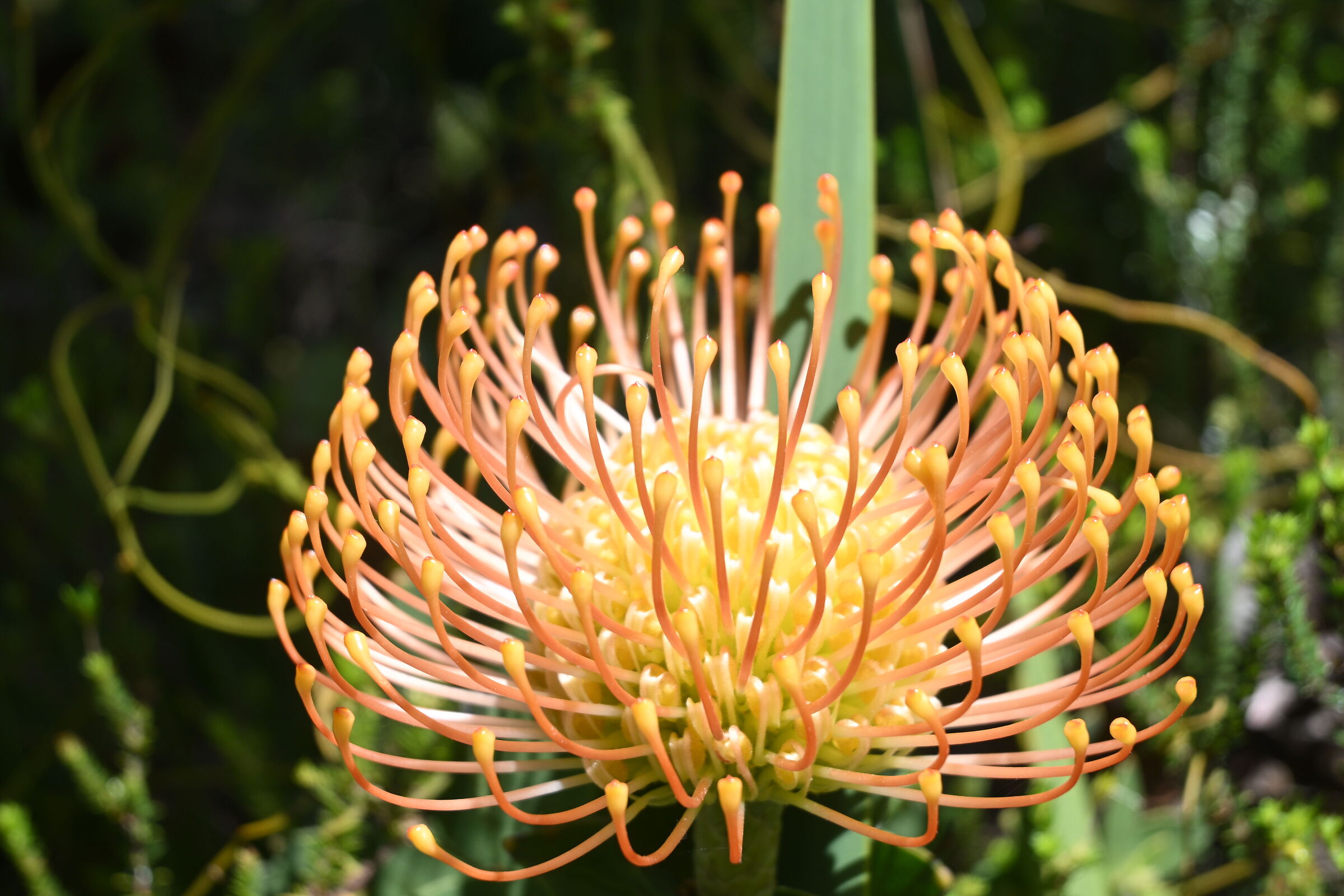 leucospermun cordifolium