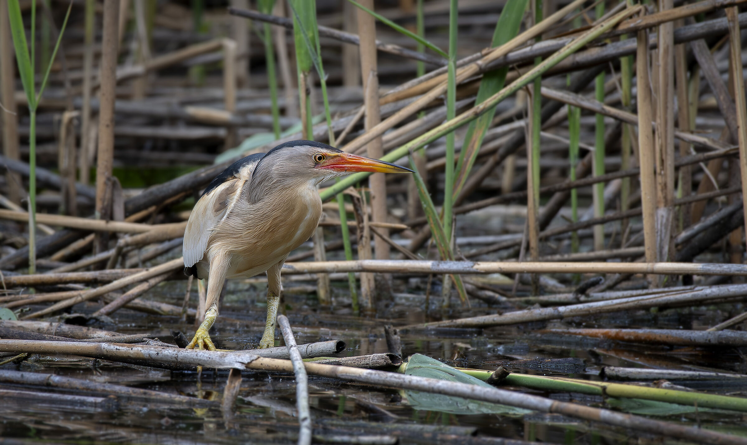 Little Bittern