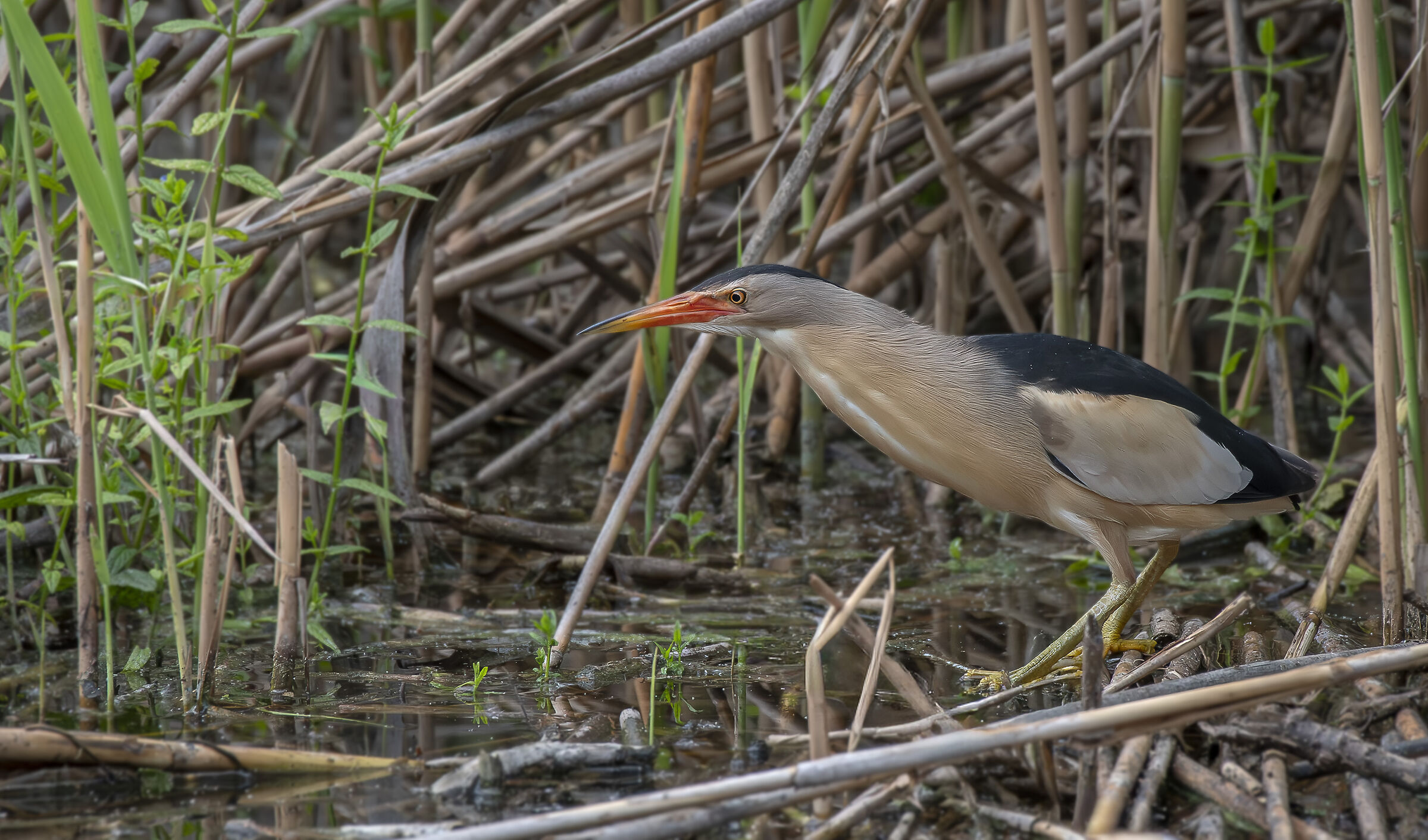 Little Bittern