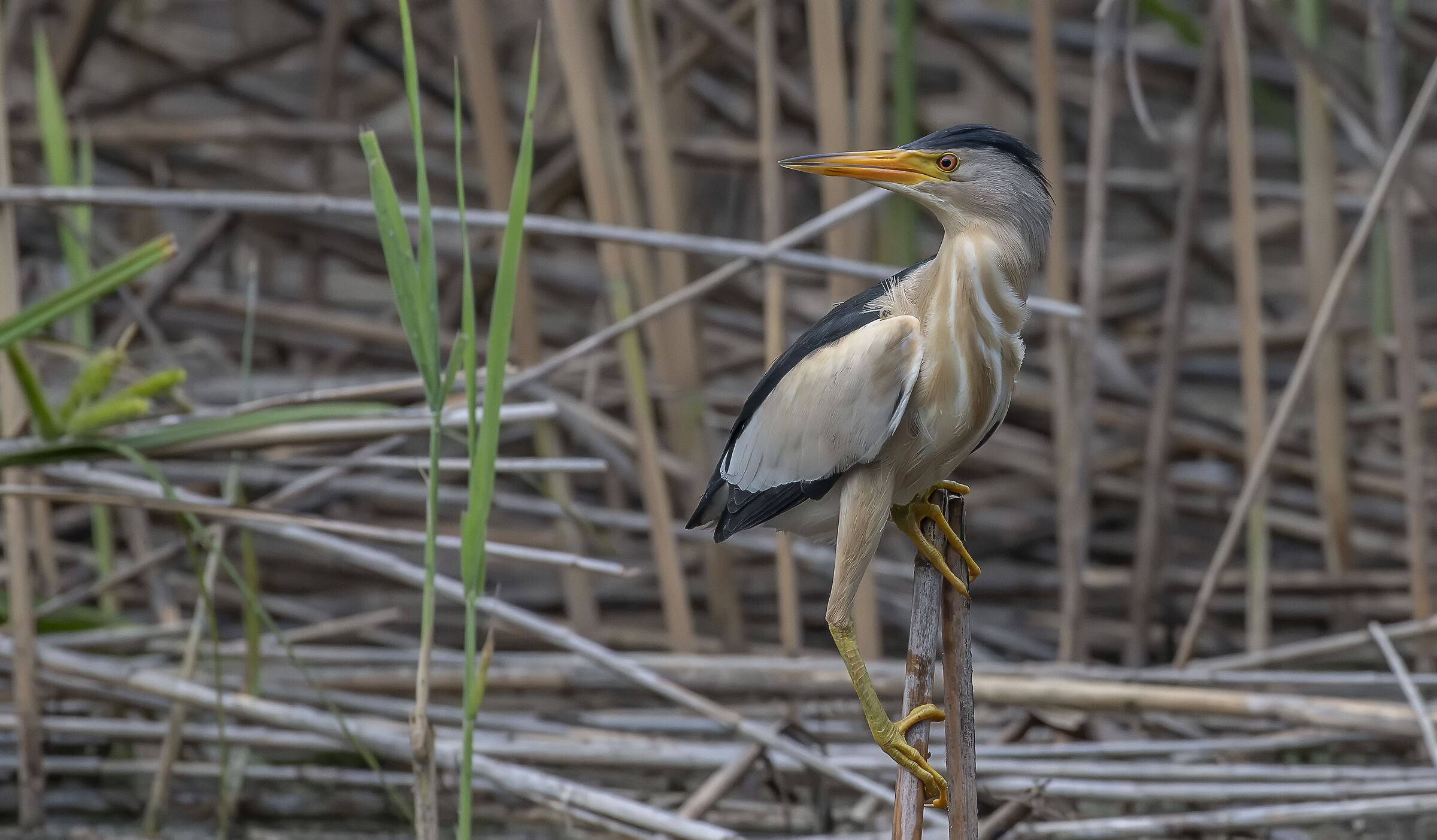 Little Bittern