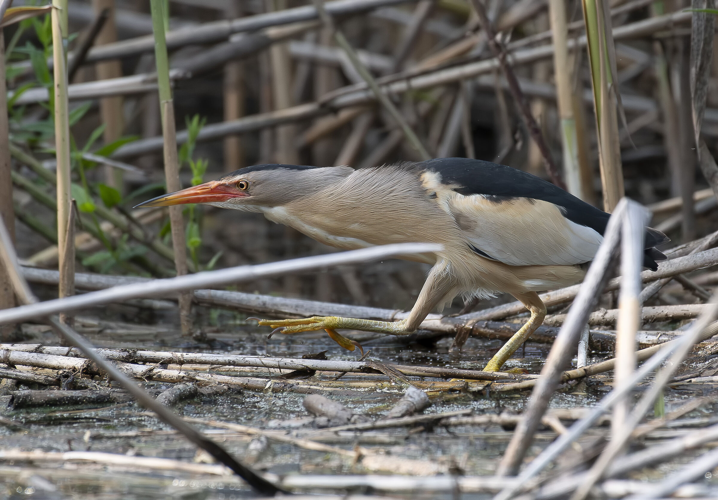 Little Bittern
