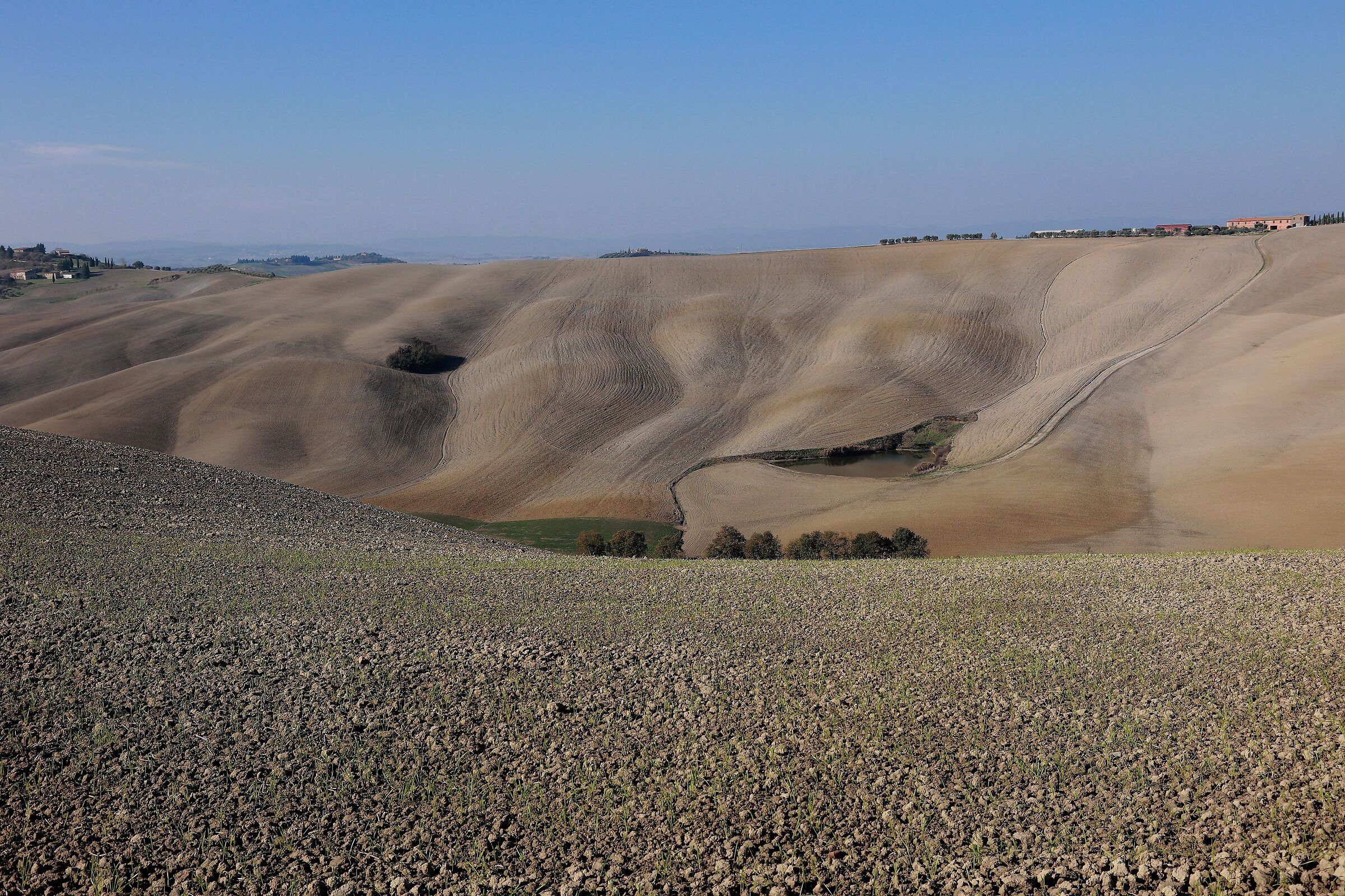 Wolf eyes in the Crete Senesi