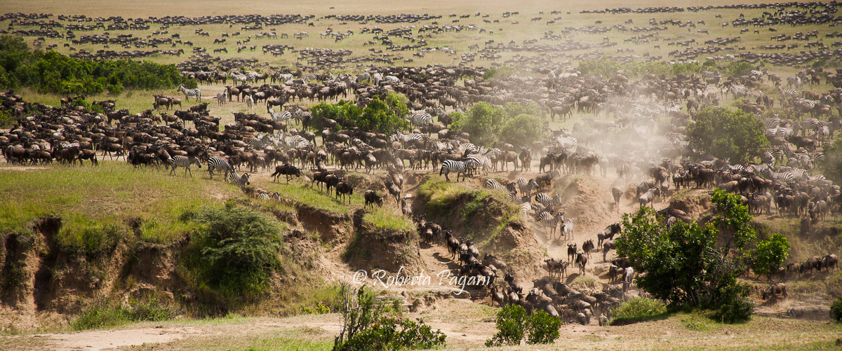 La grande migrazione (b)