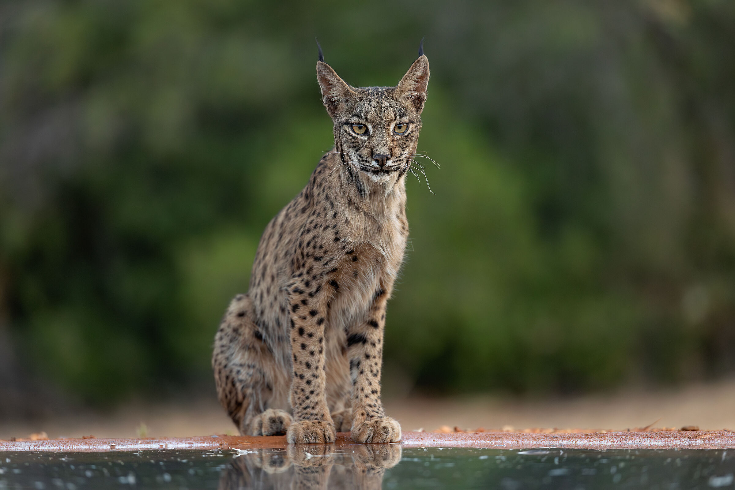 Lince pardina