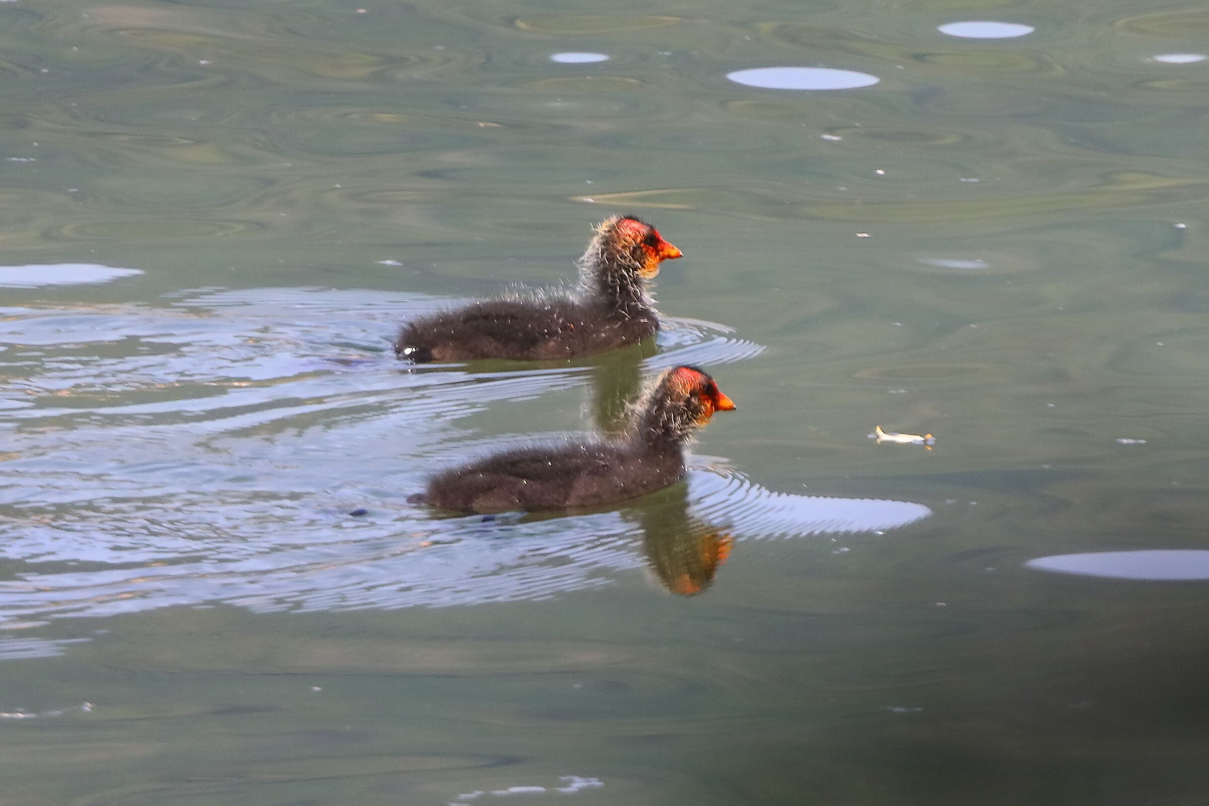 Folaghe 16 luglio 2025 - 0098