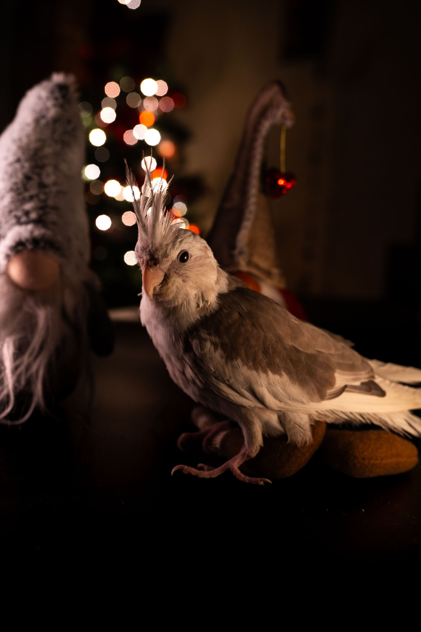 Christmas parrot