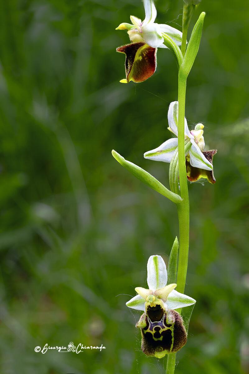 Ophrys holosericea