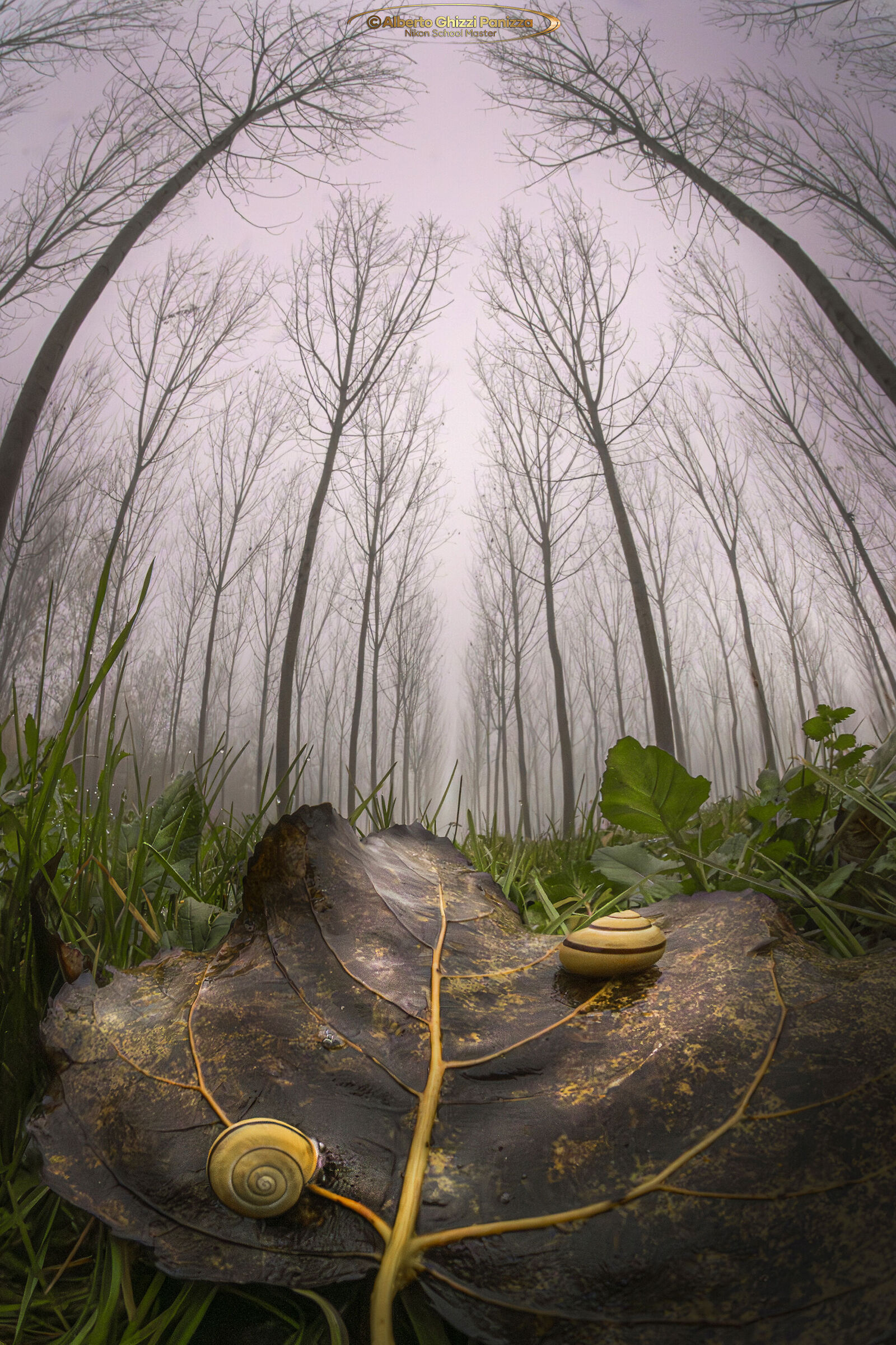 Details among the poplar groves