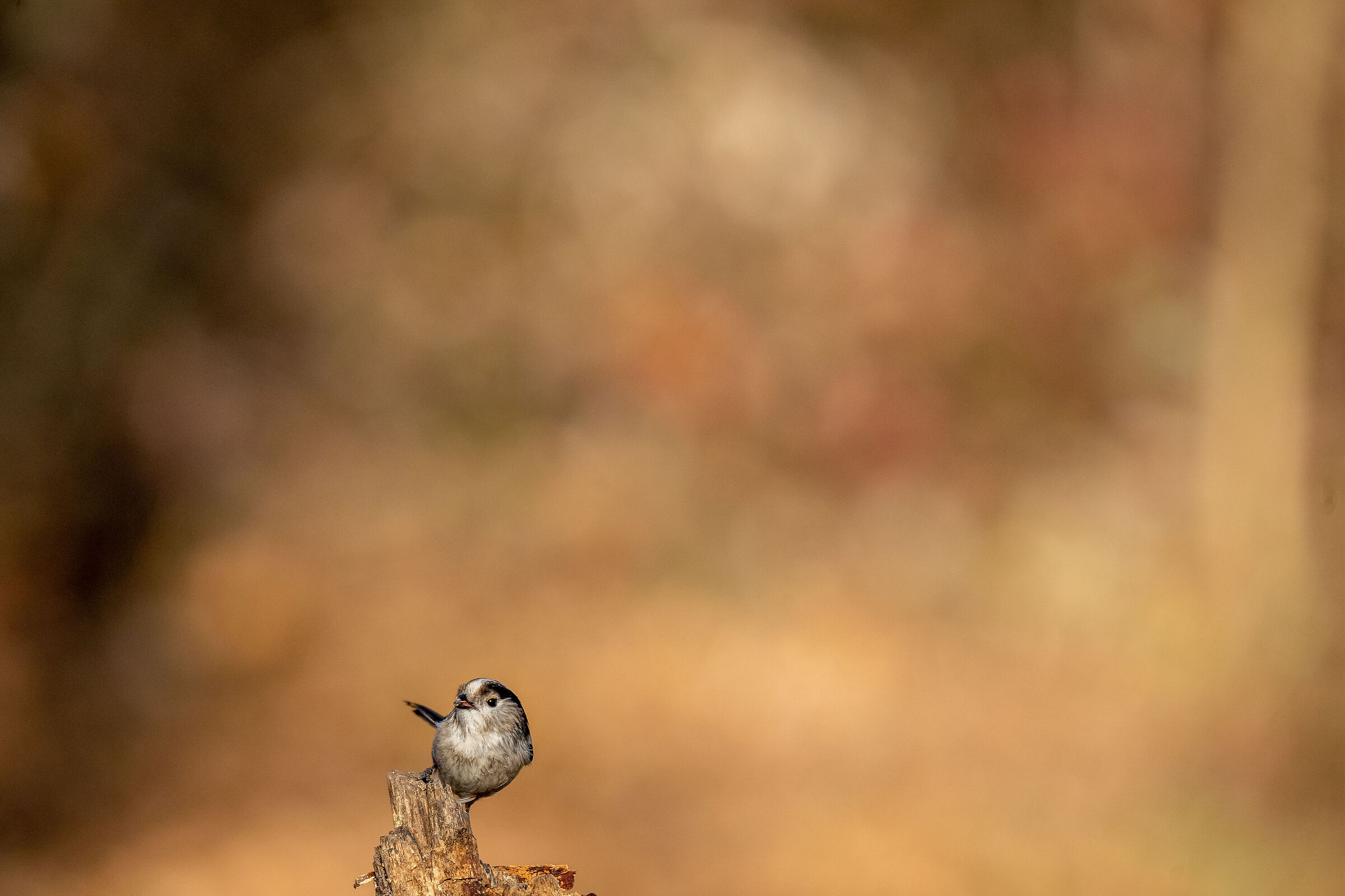 in the undergrowth
