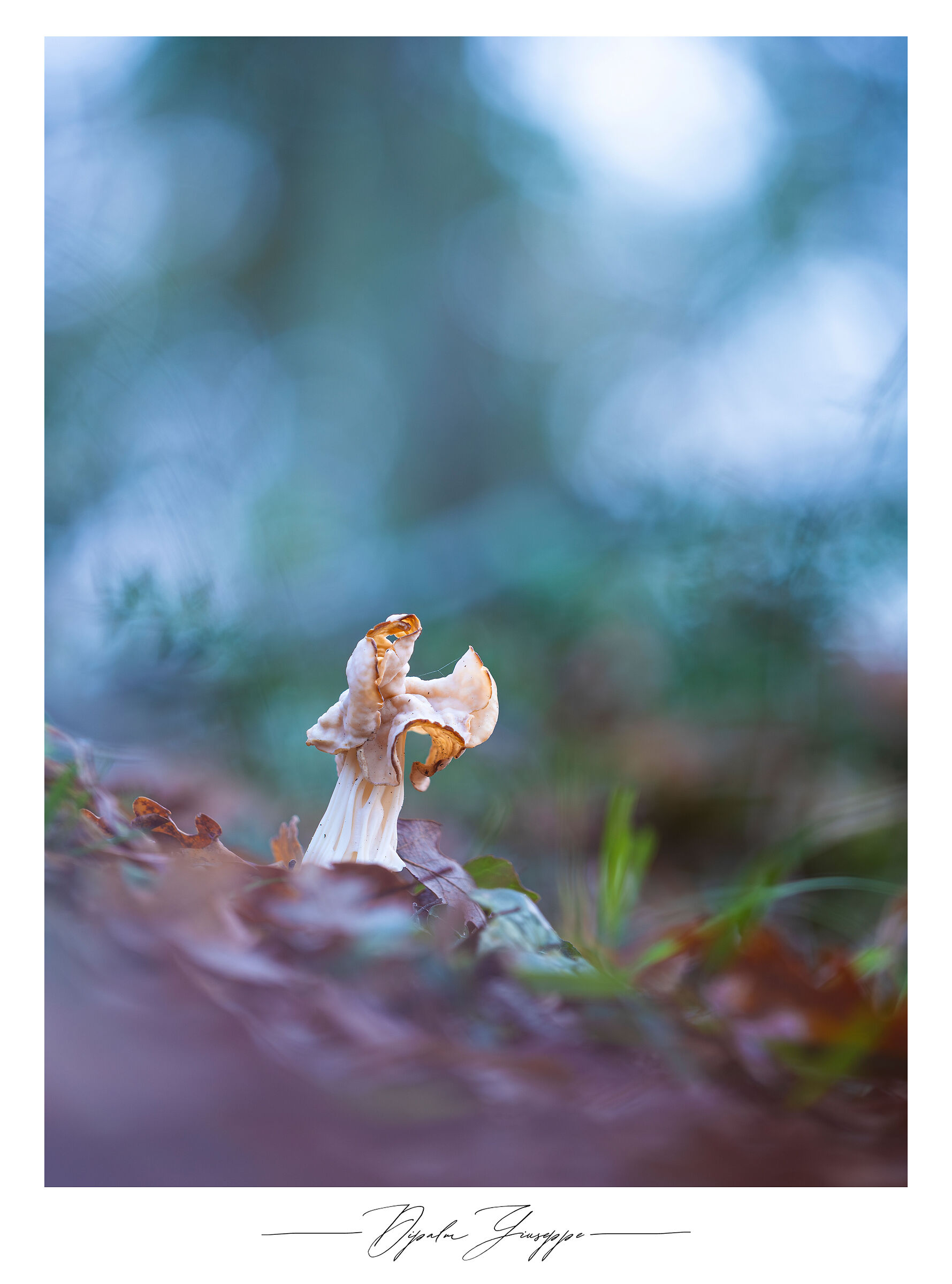 Helvella crispa (blue hour)