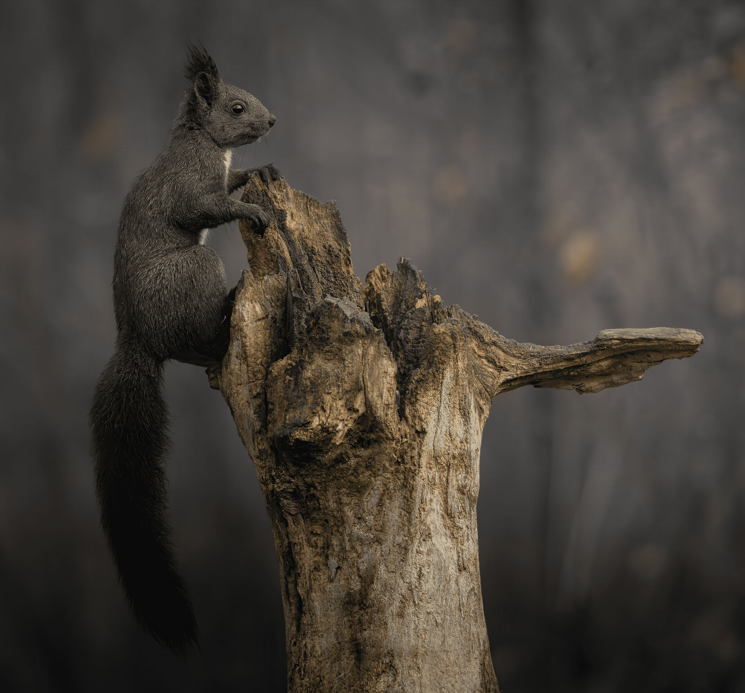 Squirrel ??