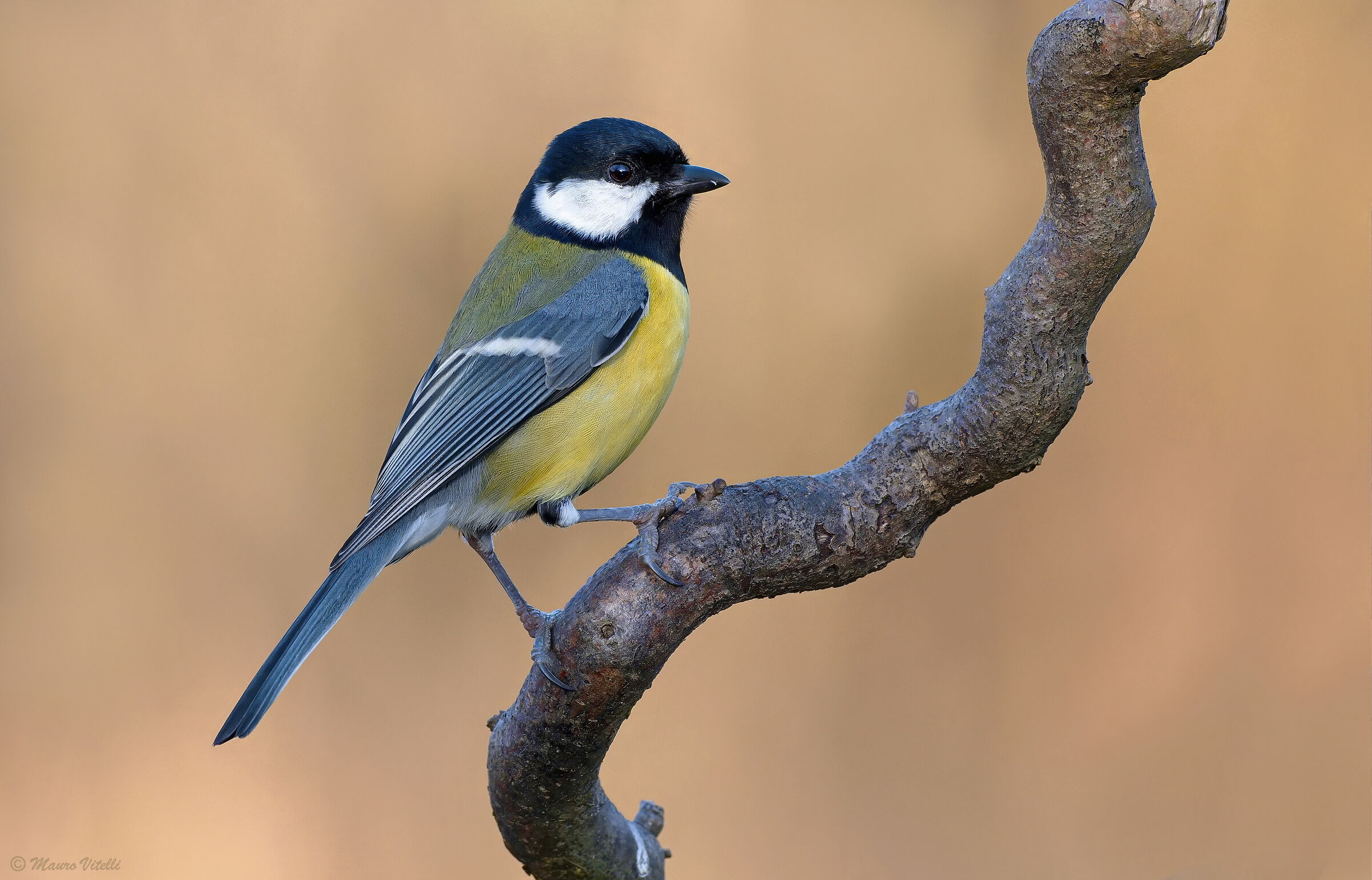 Great (Parus major)