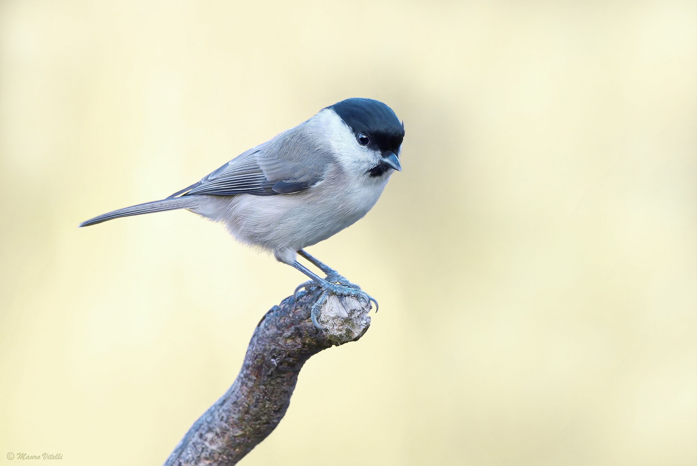 Great (Poecile palustris)