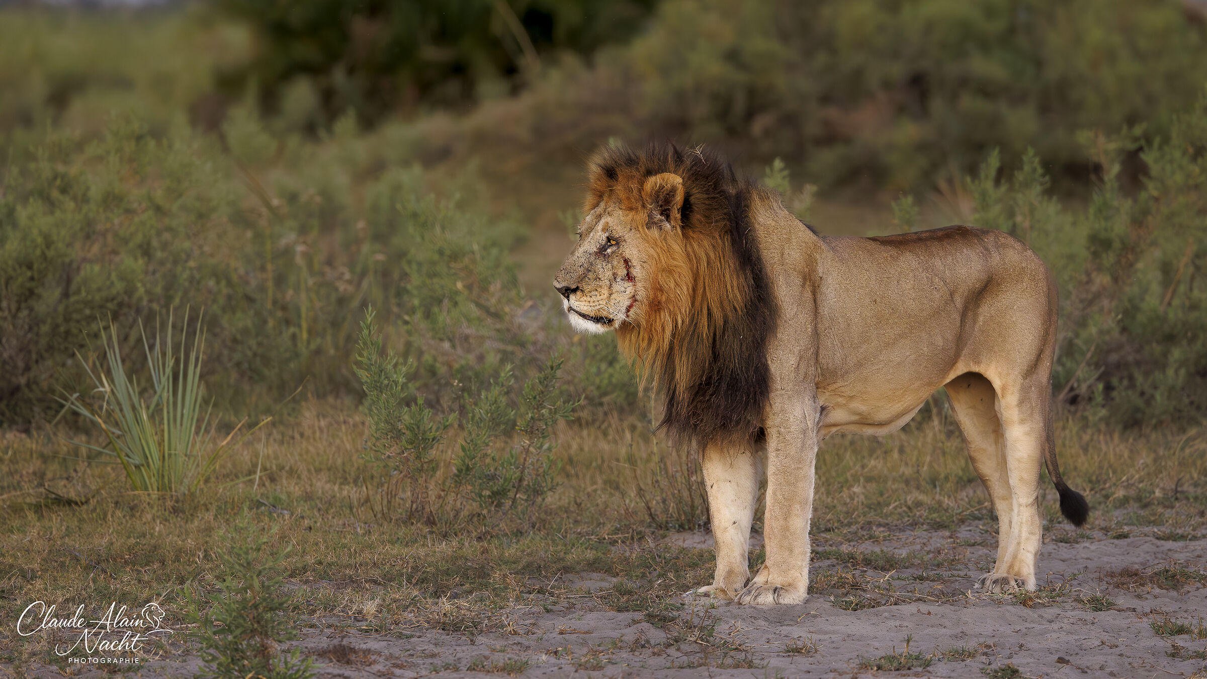 Lion wounded after a fight, at sunset
