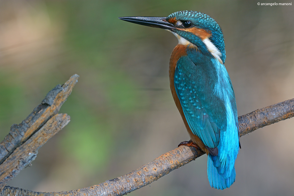 L'imperatore del fiume