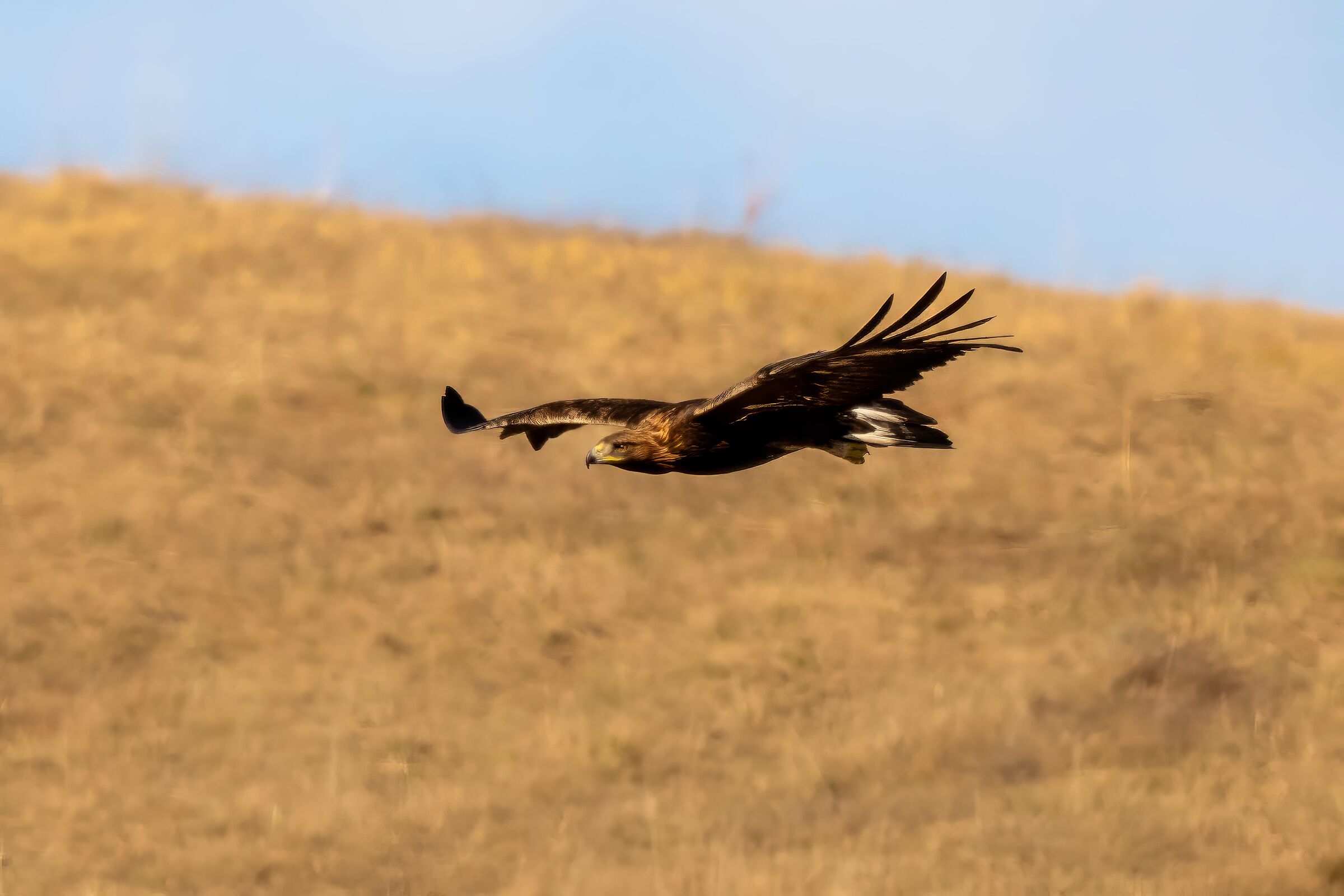 Golden Eagle (Aquila chrysaetos)