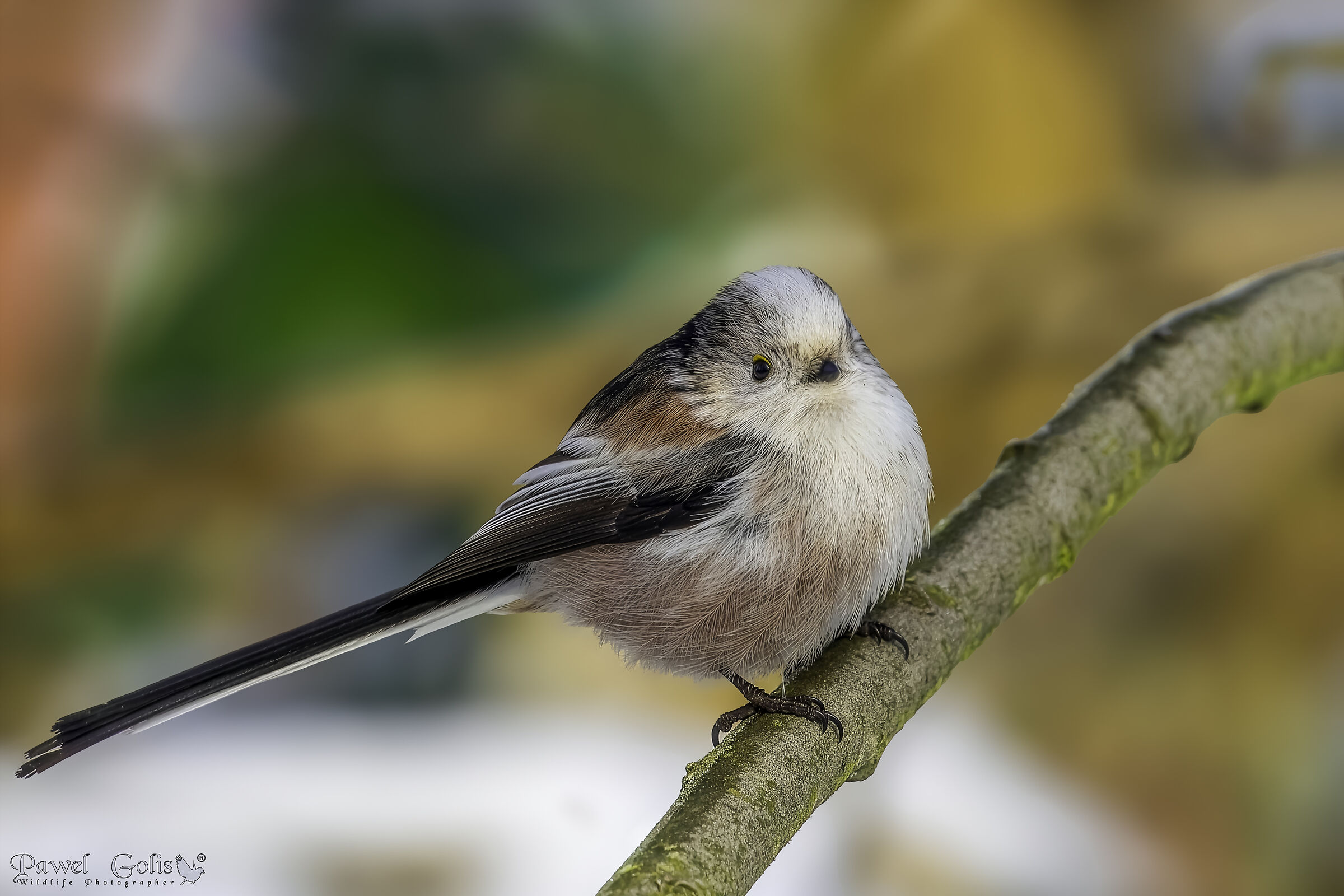 Cinciere dalla coda lunga (Aegithalos caudatus)