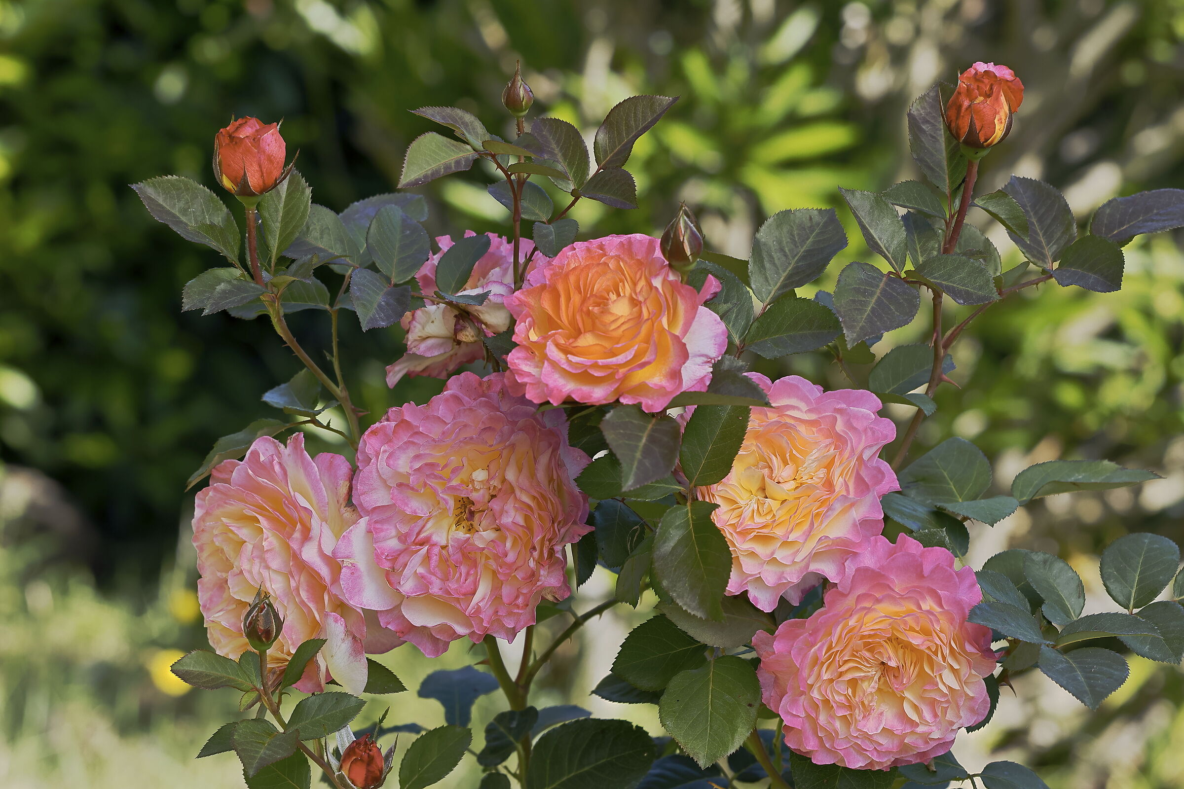 Beauty of roses