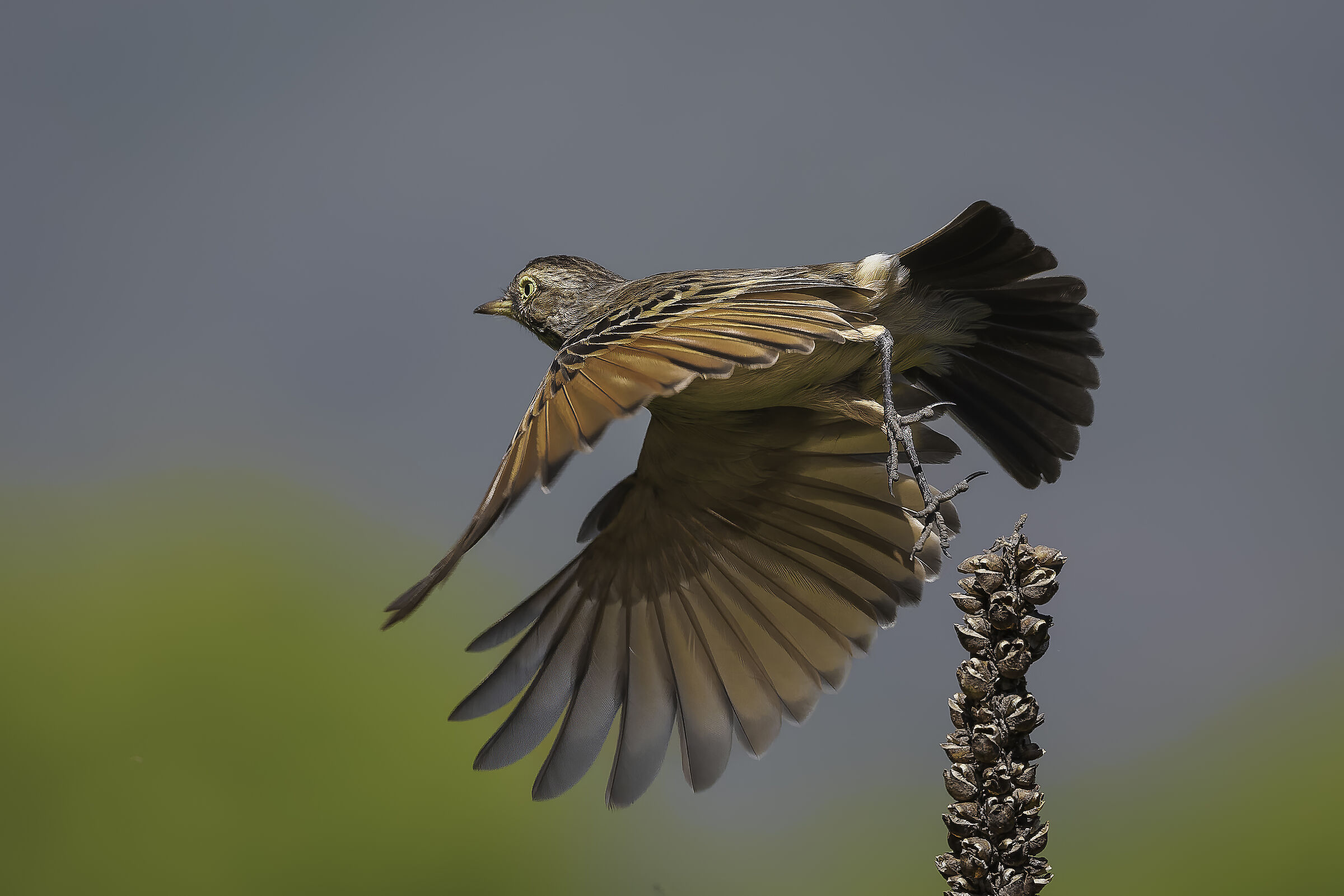 Pico de plata femmina