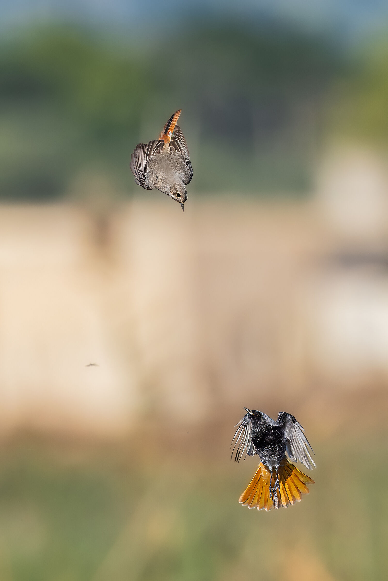 The pursuit of the Redstart