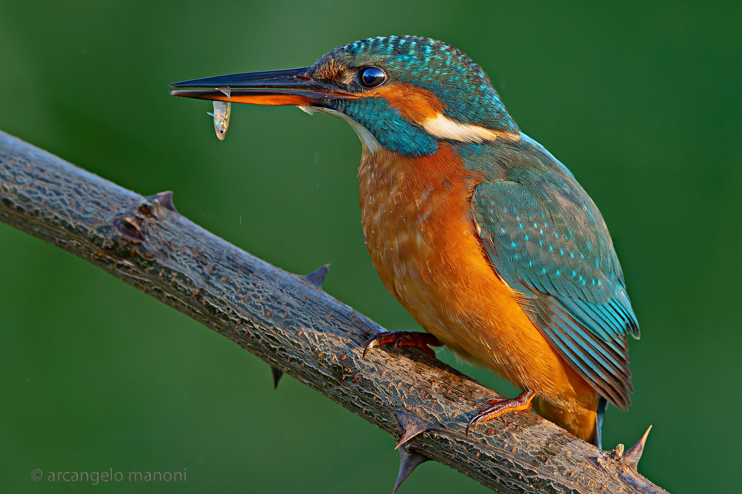 Femmina del martin pescatore