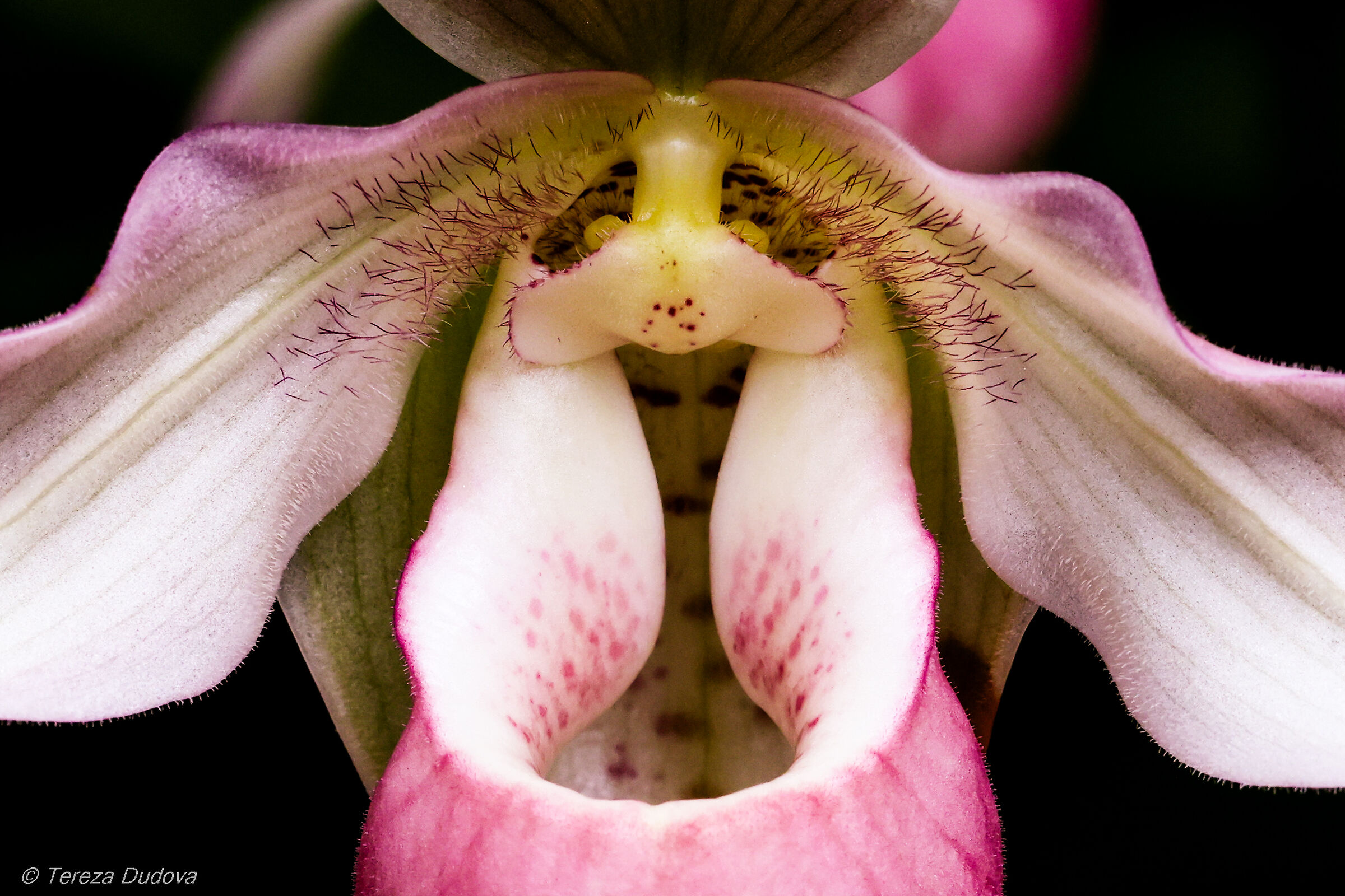 Orchid"Murovec" Phragmipedium