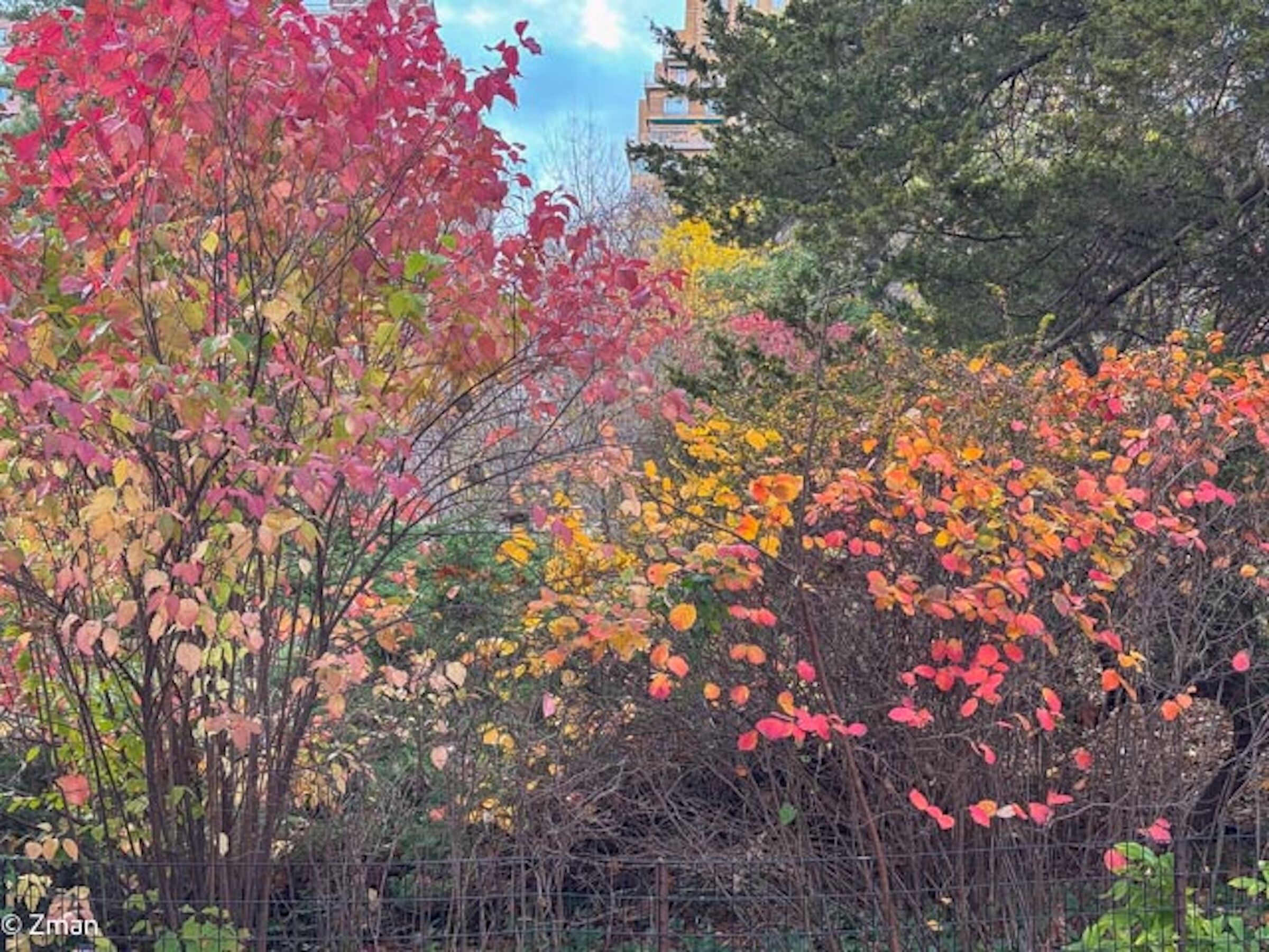 Colori autunnali a Central Park