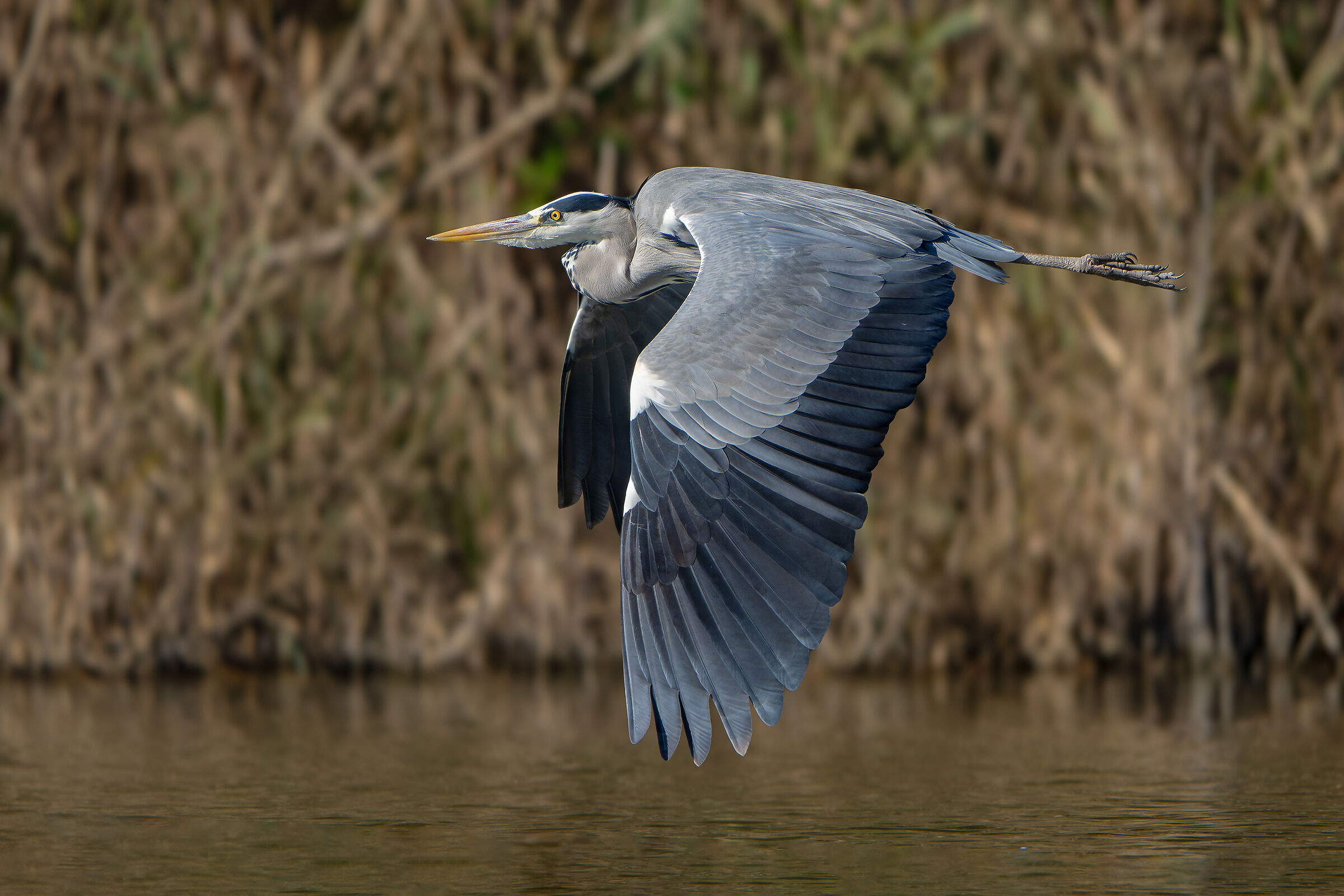 Grey Heron