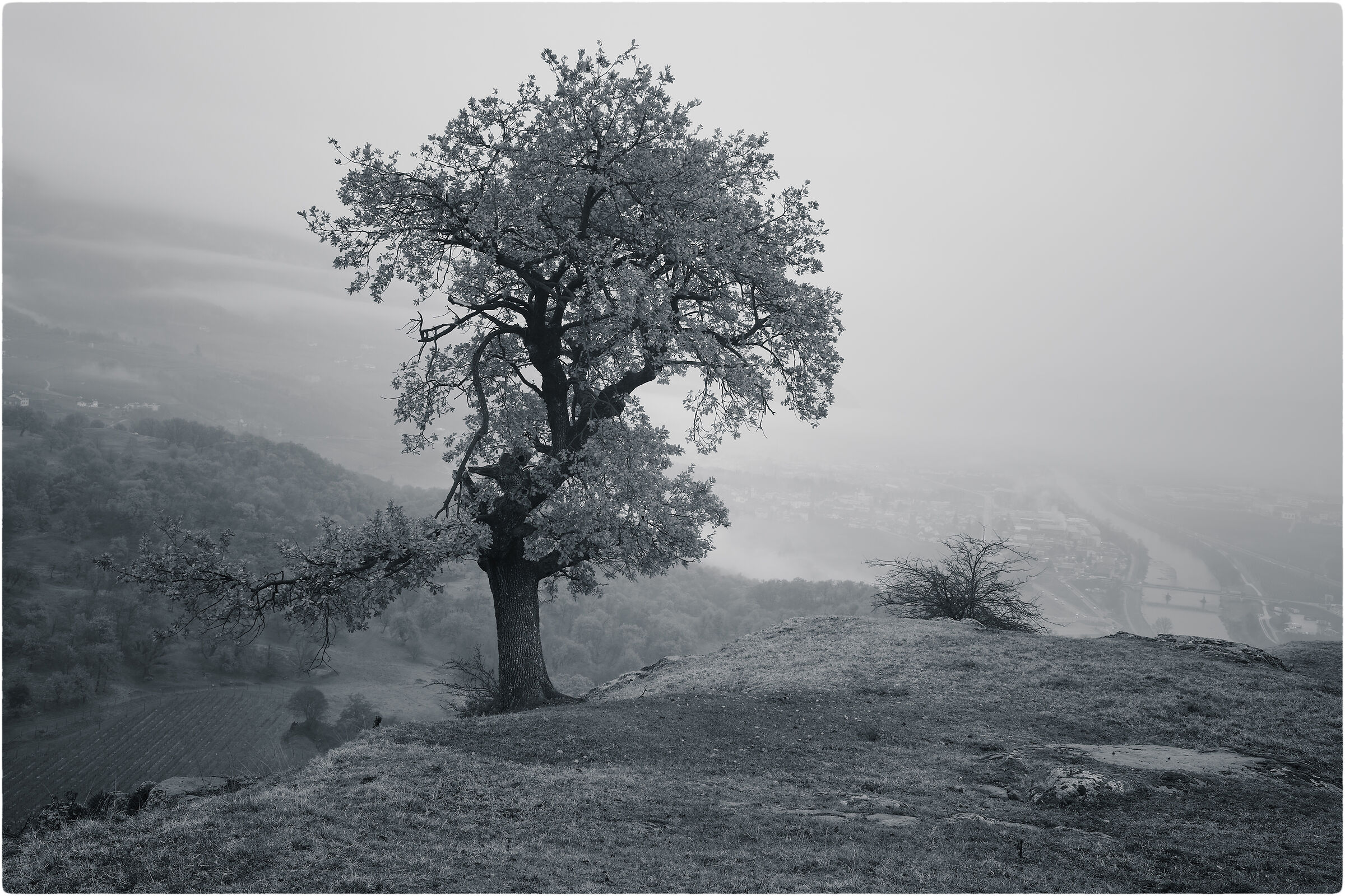 -effetto vintage l'albero-
