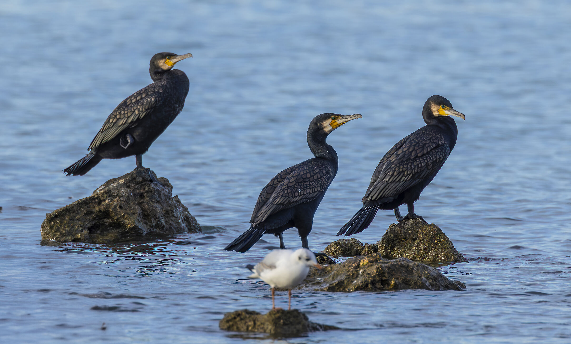 tre cormorani comuni