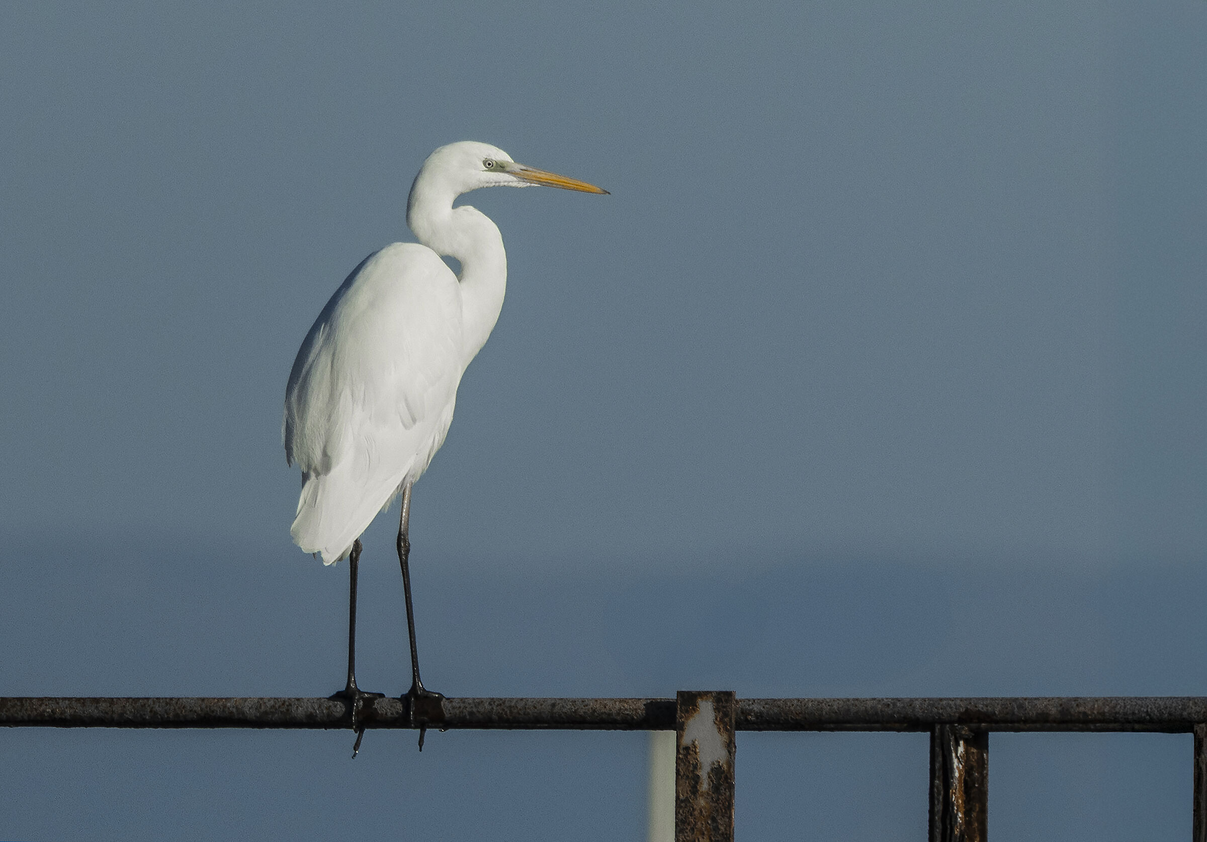 airone bianco maggiore