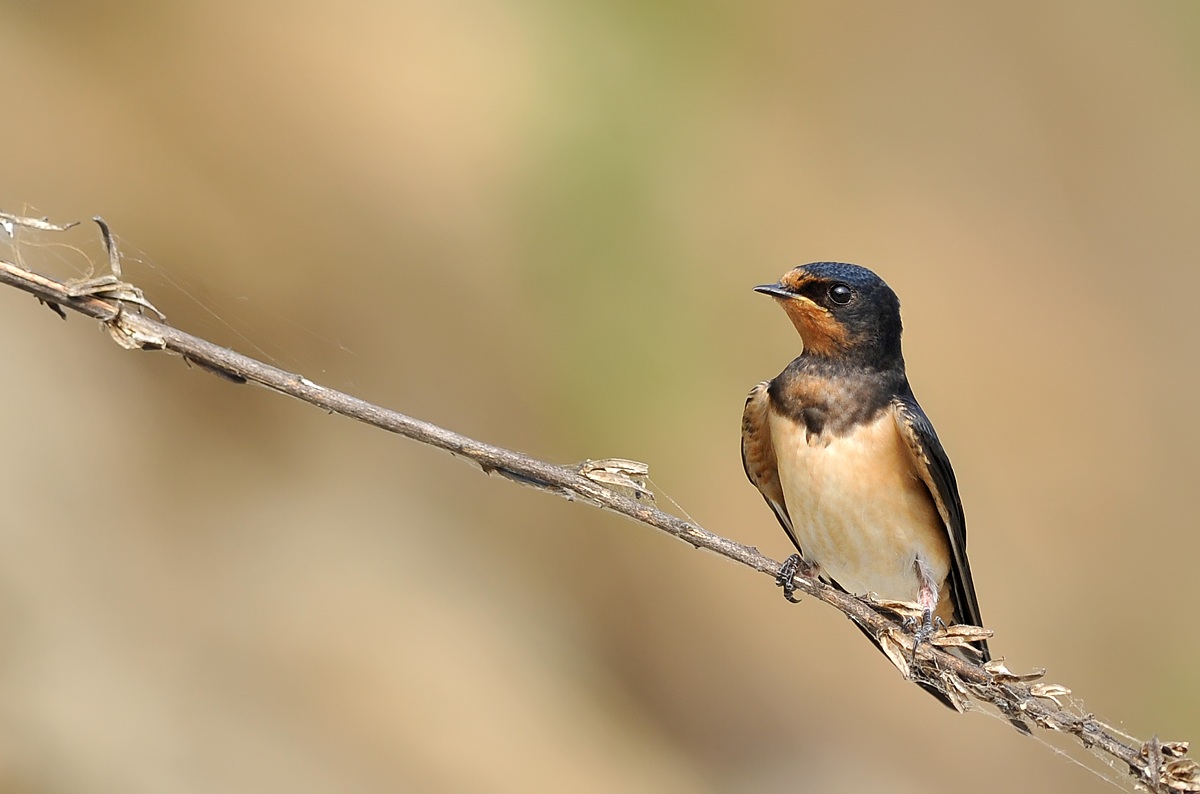 una rondine per caso.....