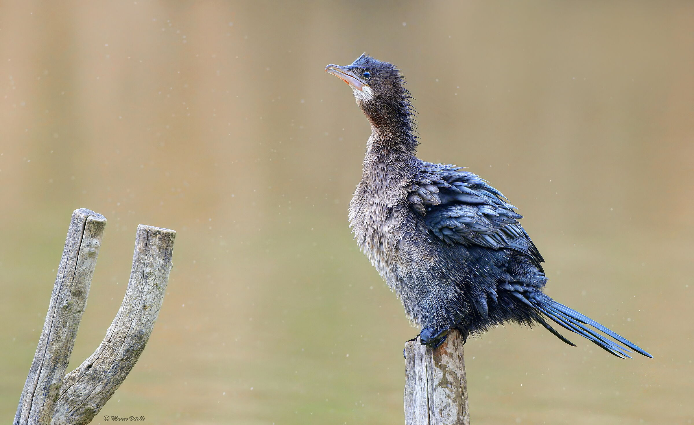 Cormorant (Microcarbo pygmeus)