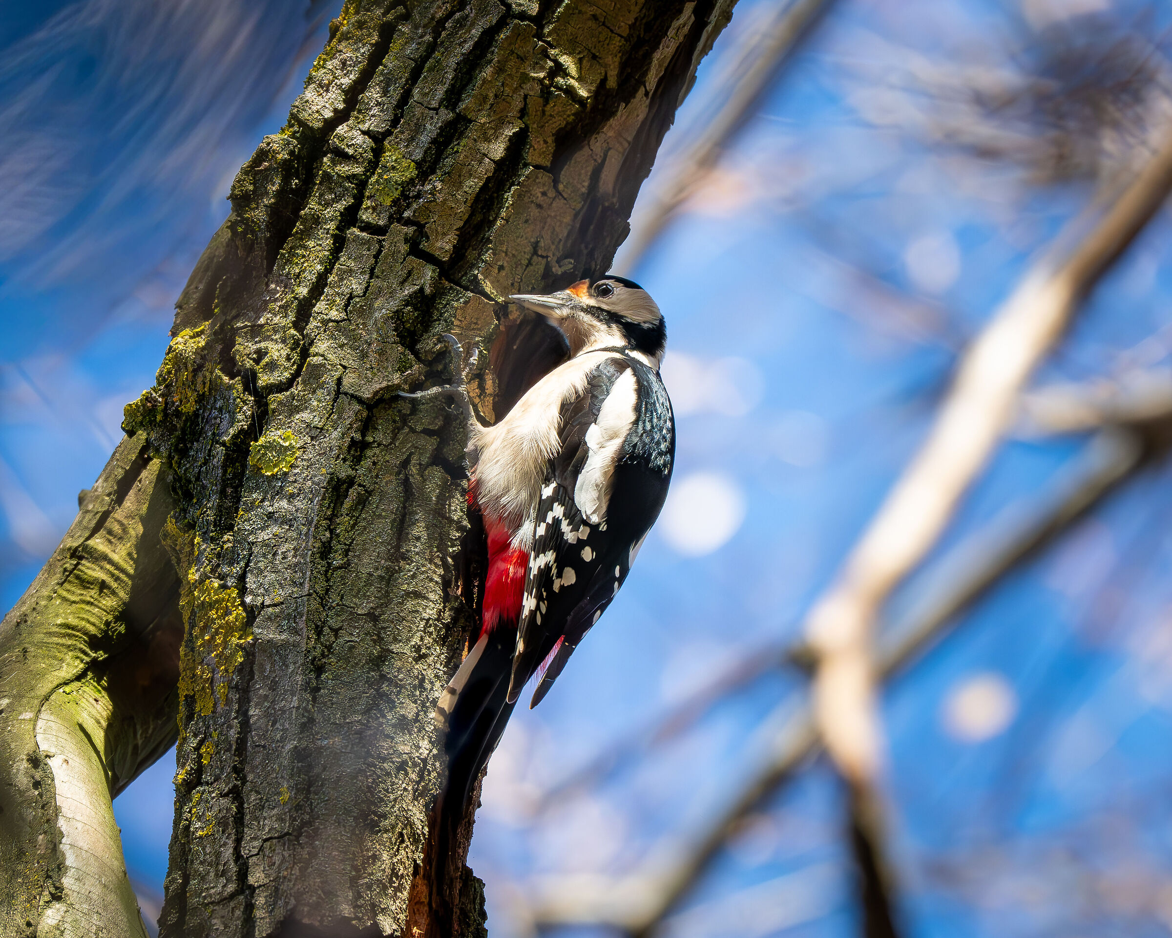 Great Spotted Woodpecker 2